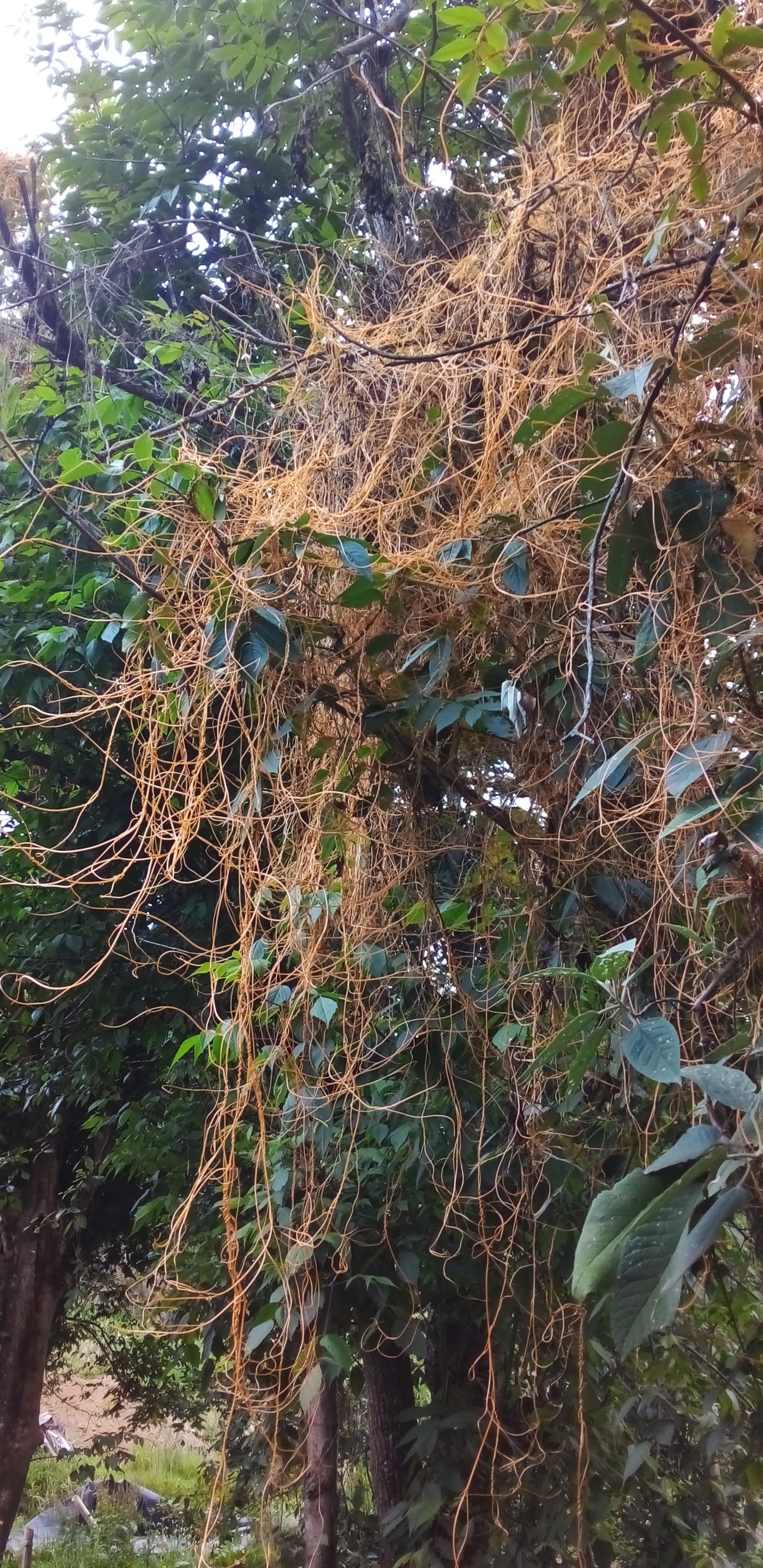 TRUCHAS ATZALAN image 7