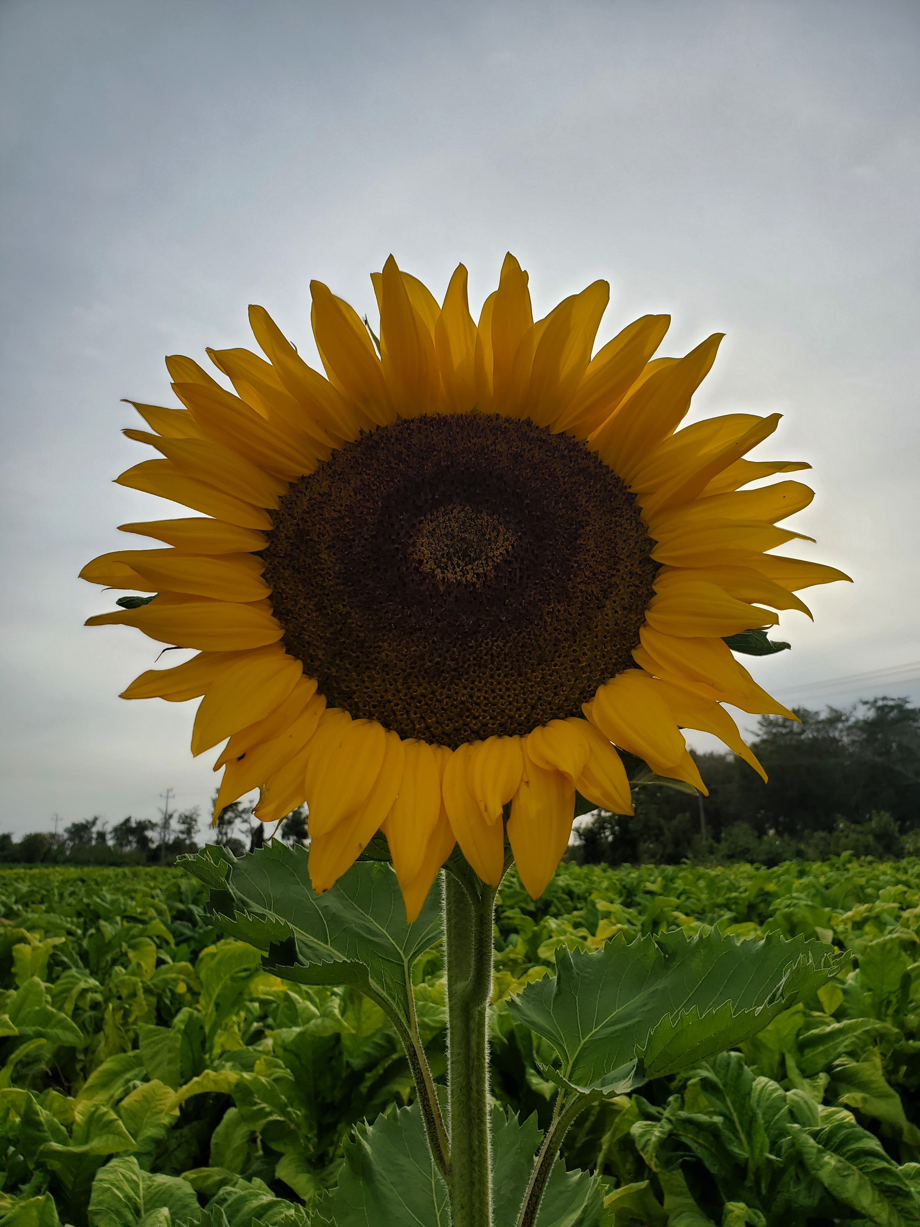 Restaurant La Tia Chepa Y Zezarez image 2