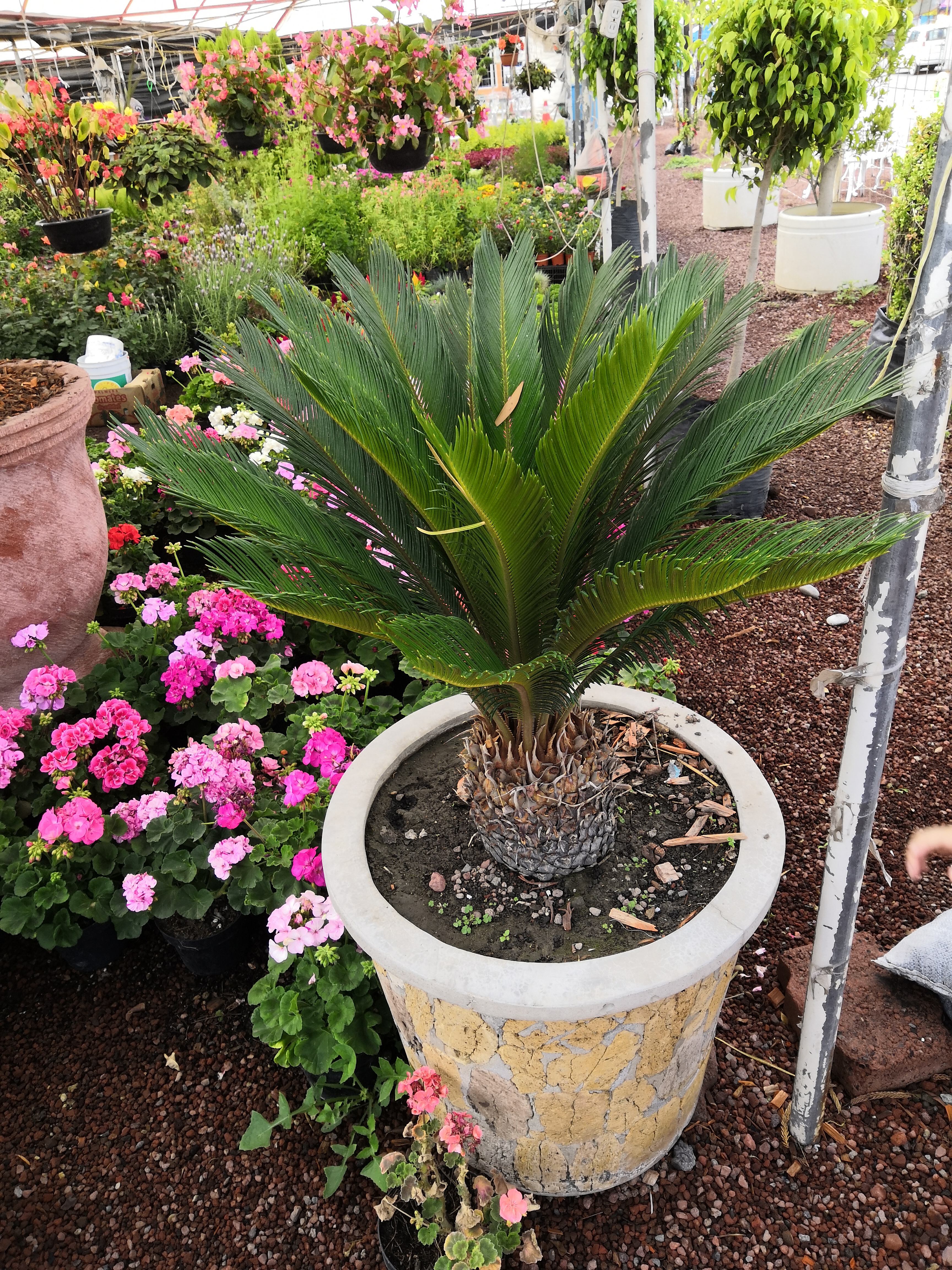 Marisqueria Los Jarochos image 3