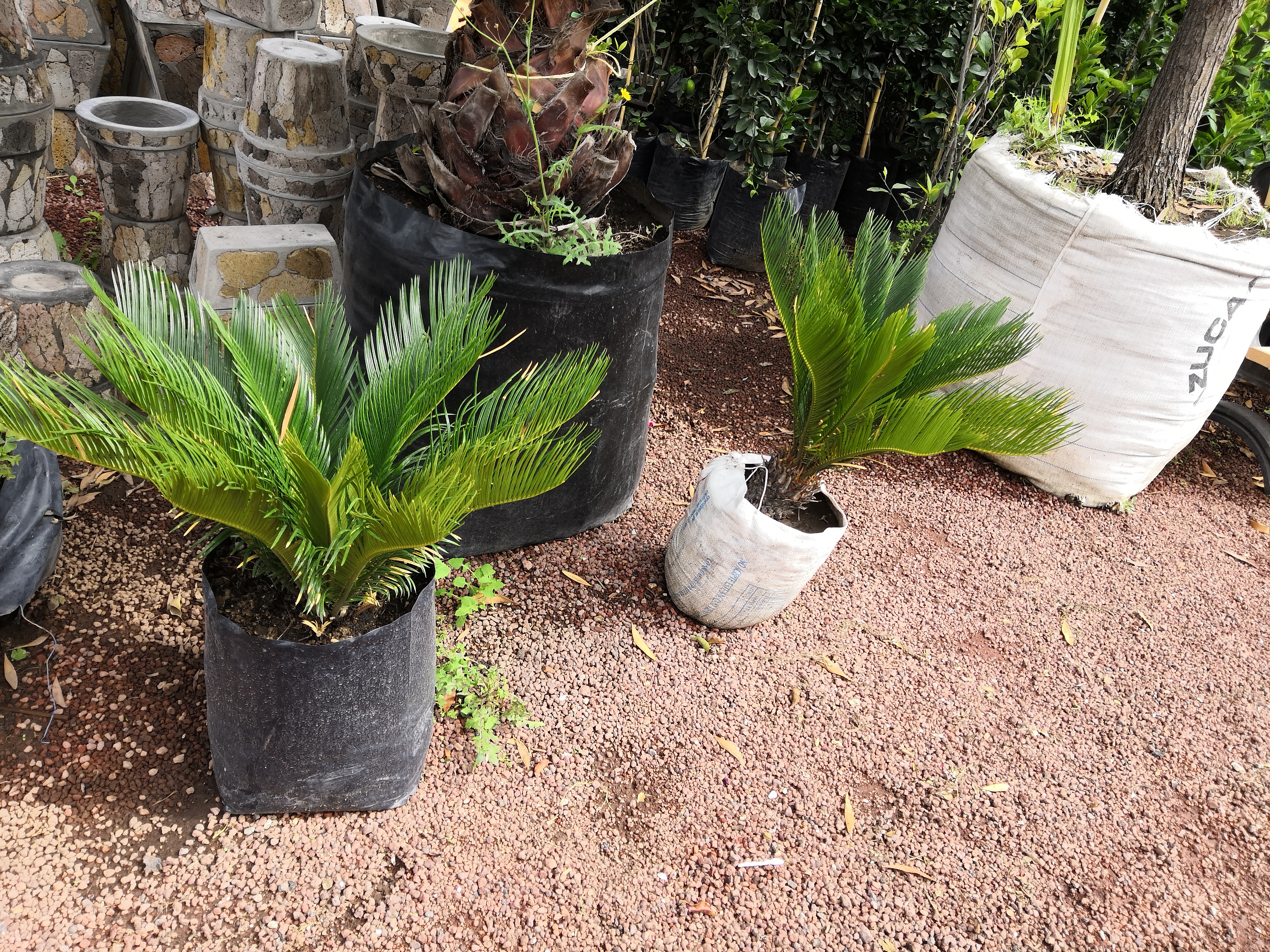 Marisqueria Los Jarochos image 6