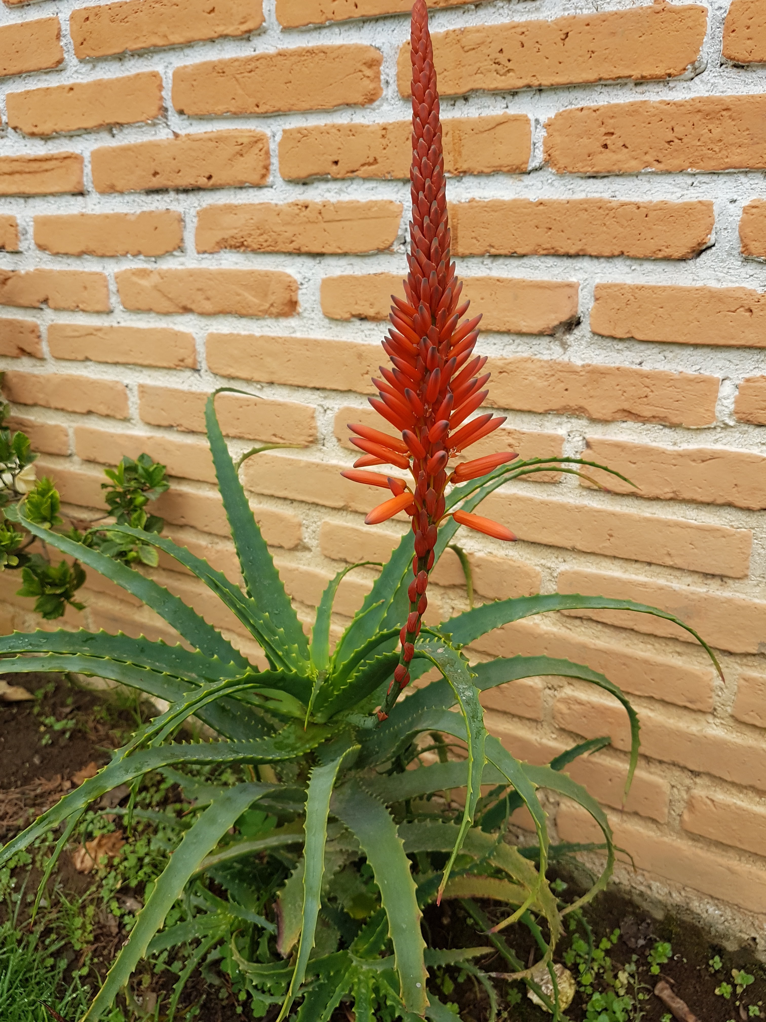 Mariscos Porkys image 10