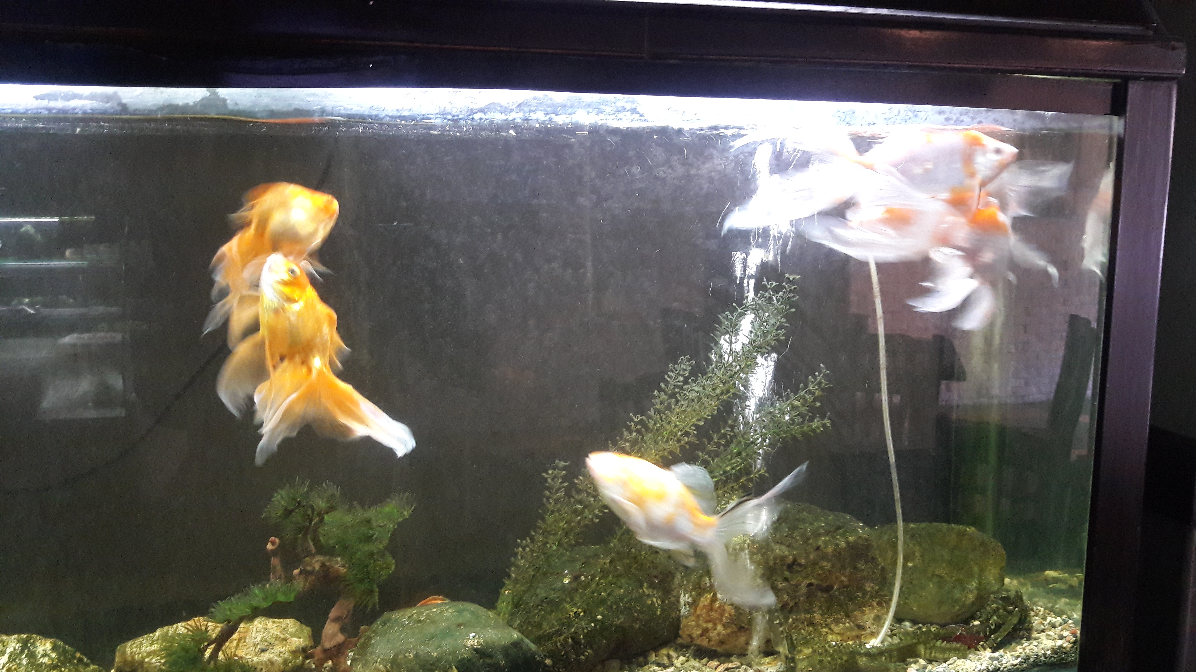 Restaurant Dutch's image 9