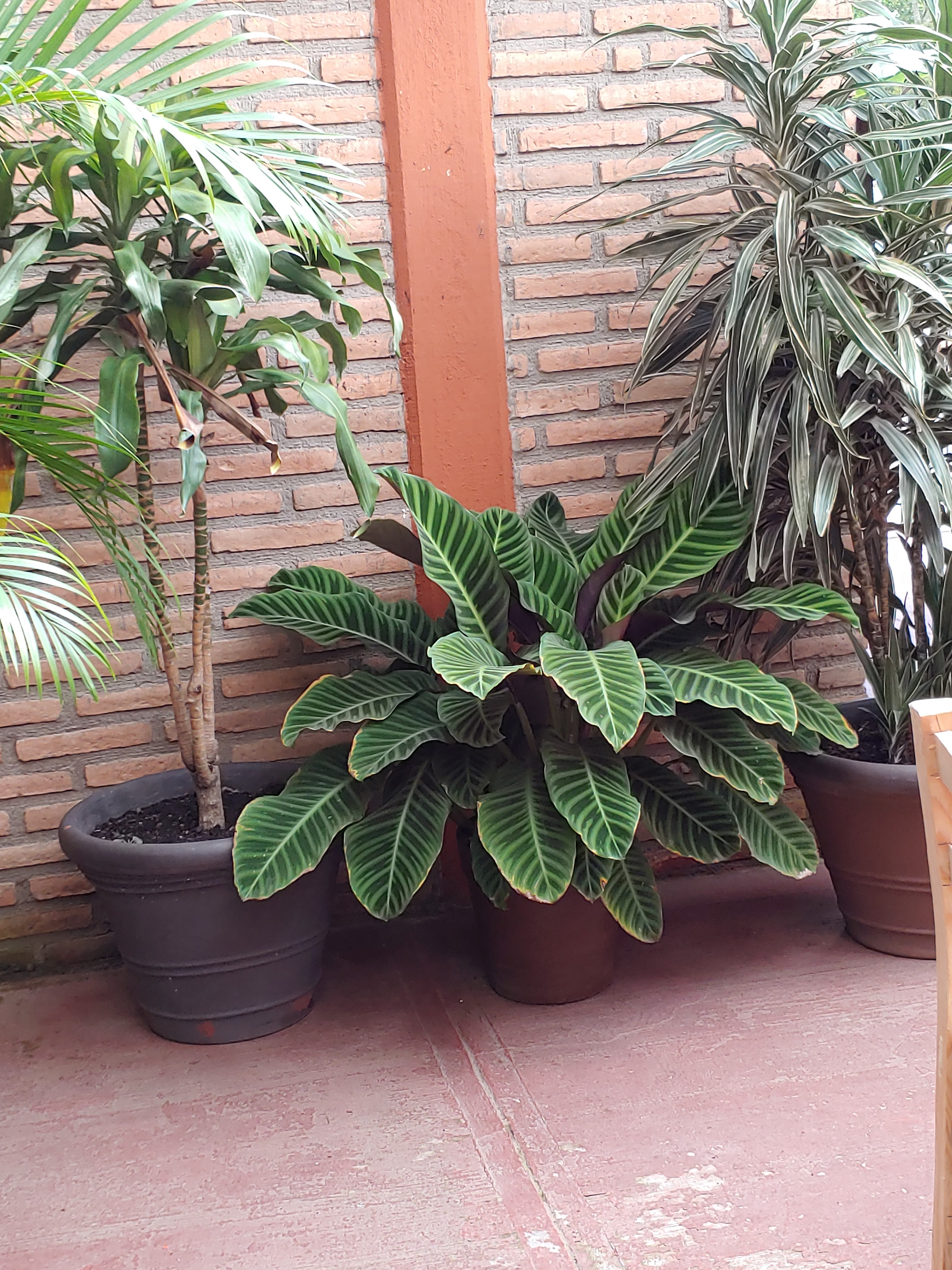 Finca Mí Chatita Restaurant Campestre image 10