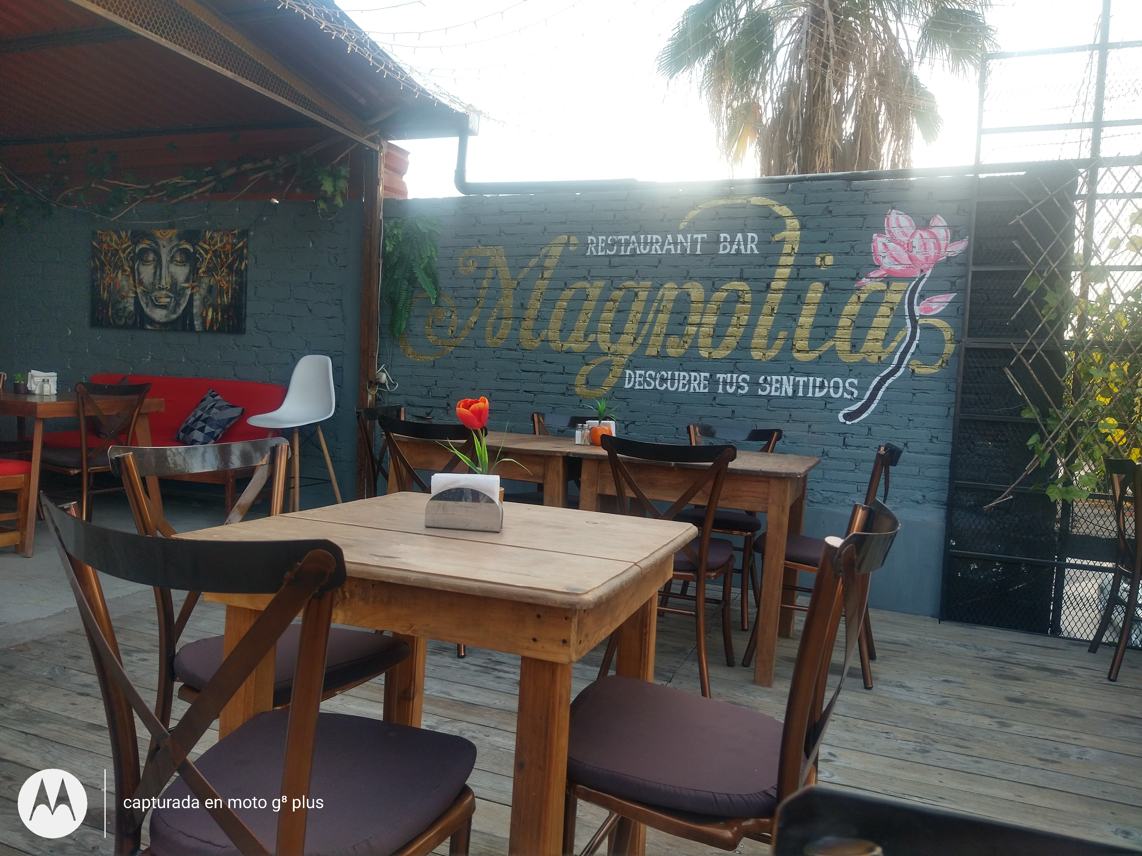 MAGNOLIA “Restaurant-bar”. image 6