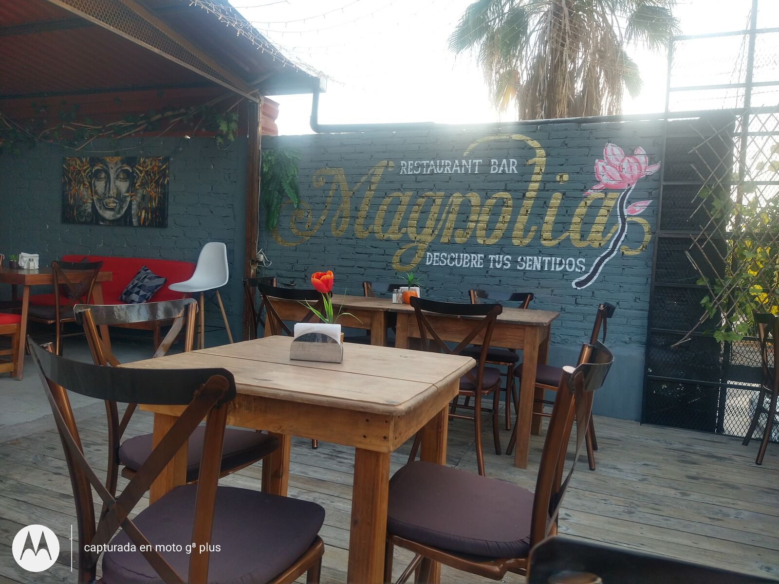 MAGNOLIA “Restaurant-bar”. image 6