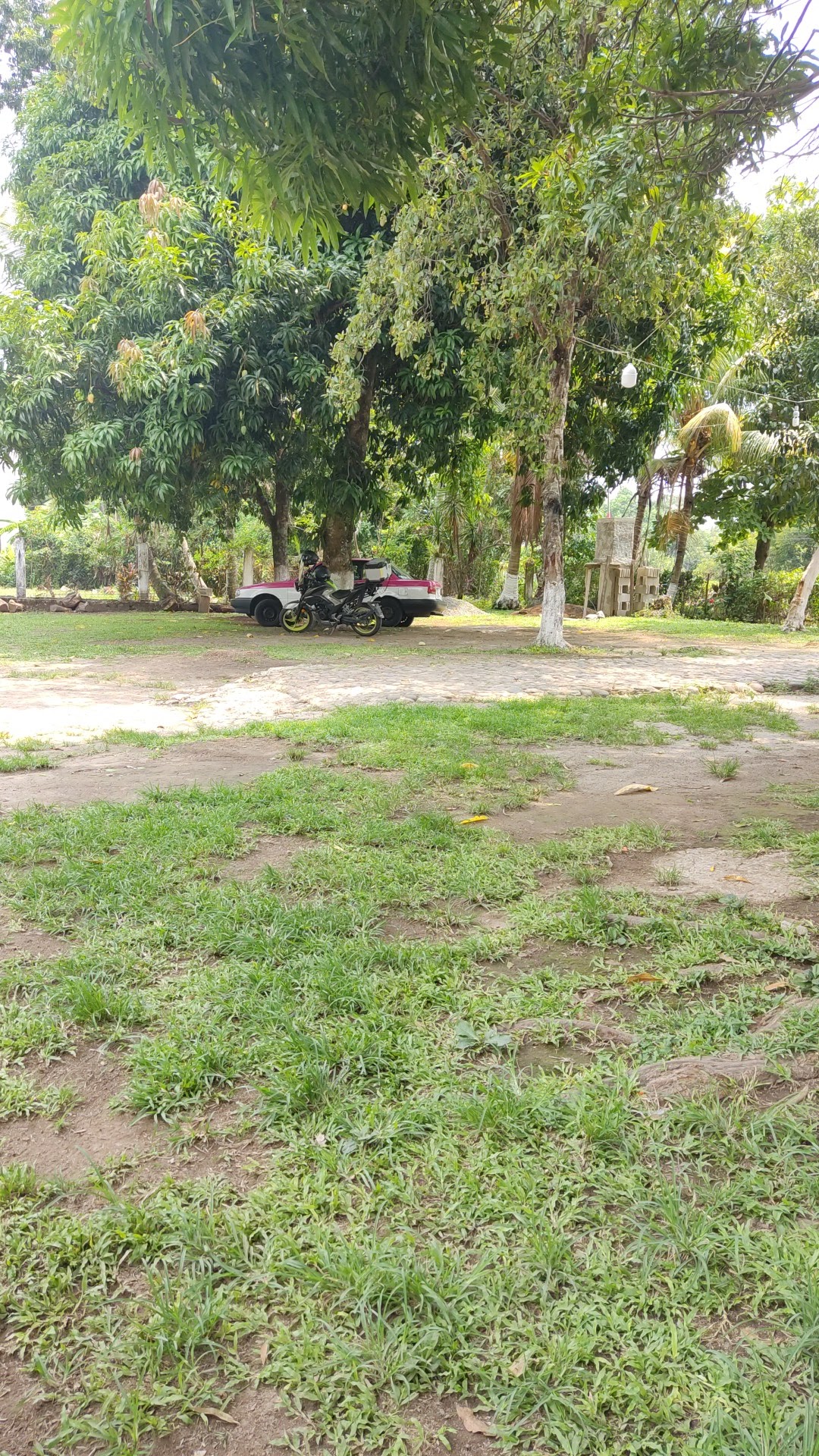 Tortillería el cedro. image 1