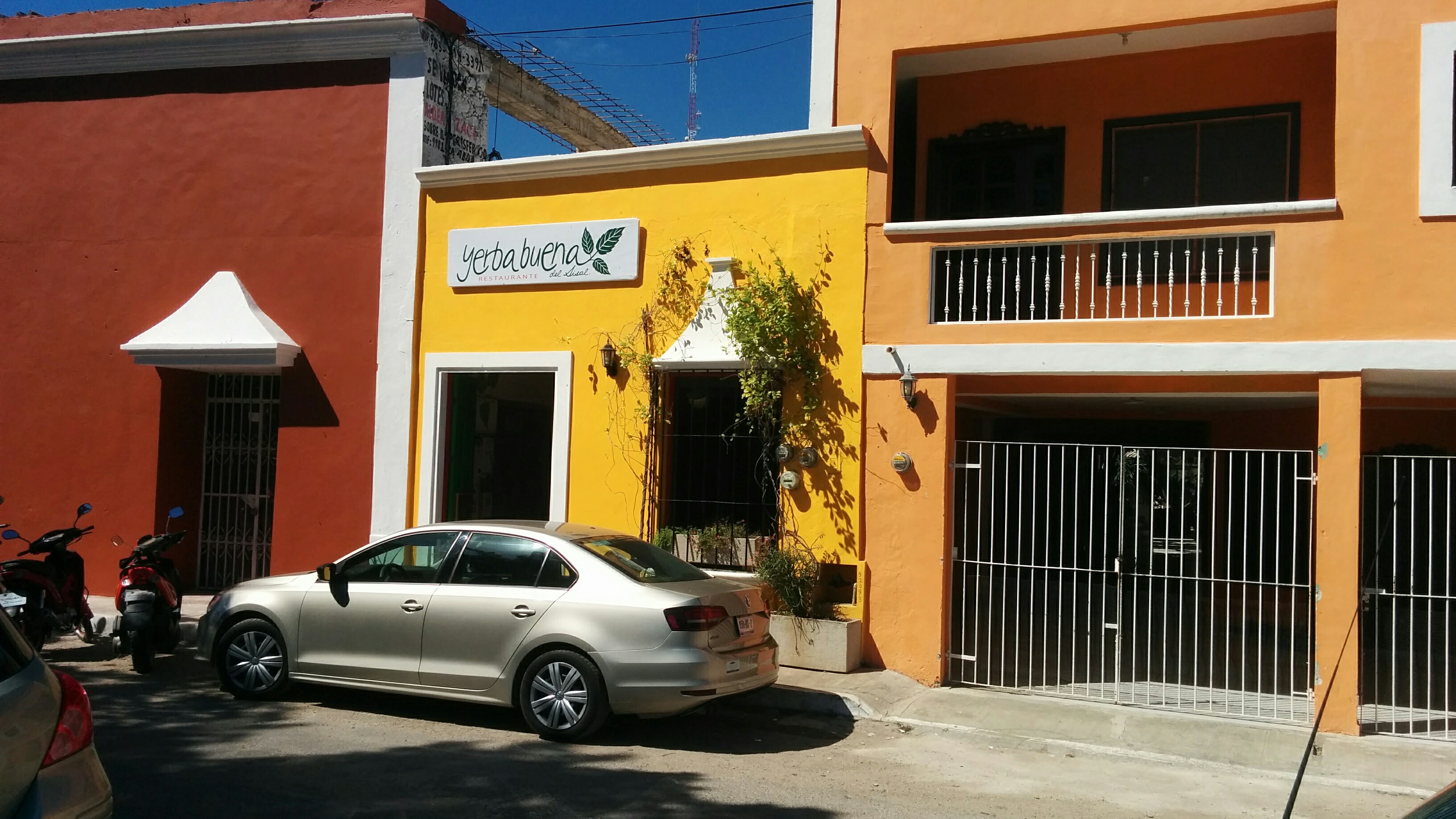 Yerbabuena del sisal image 6