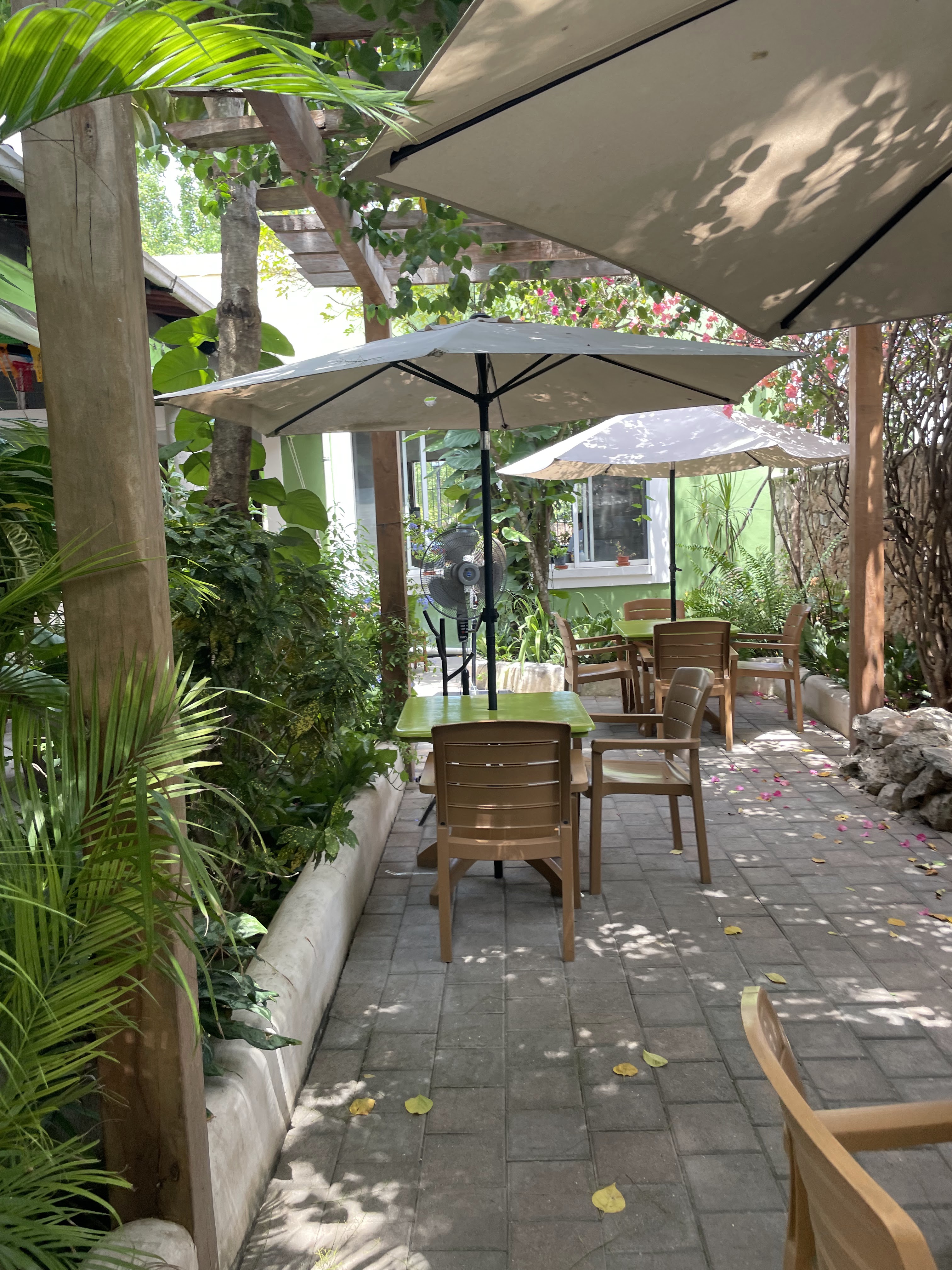 Yerbabuena del sisal image 9