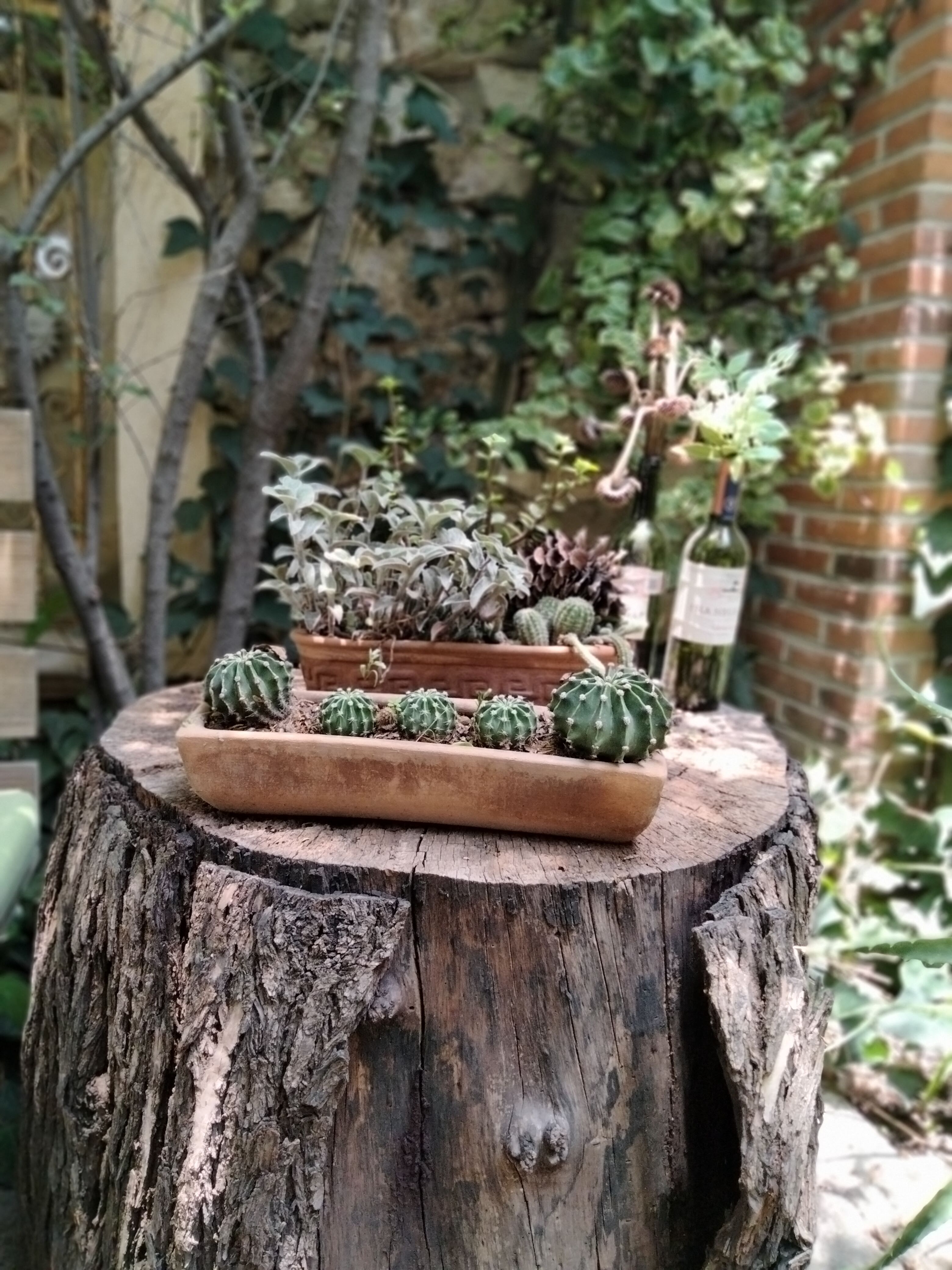 Los Ciruelos, Restaurante-Granja image 4