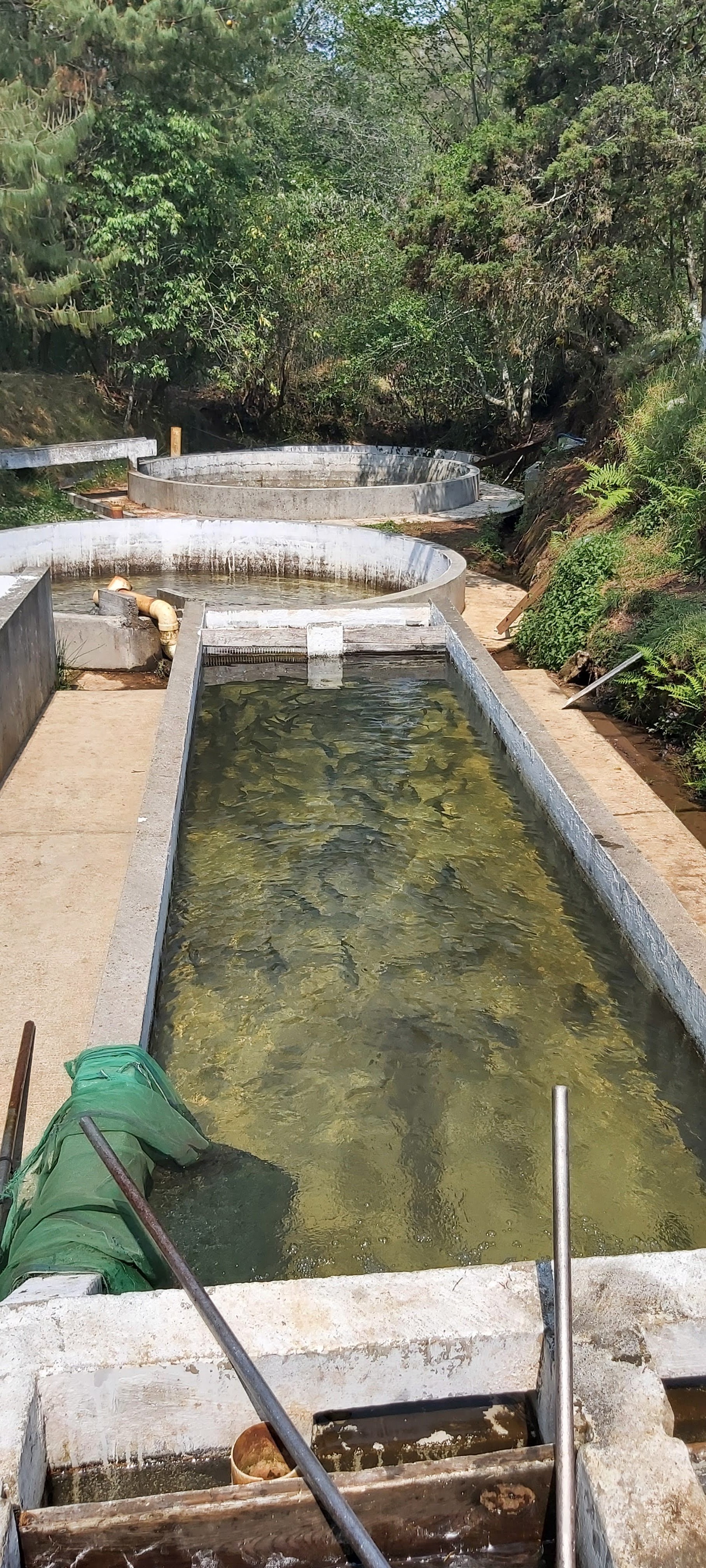 La Trucha de Oro image 3