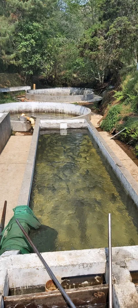 La Trucha de Oro image 3