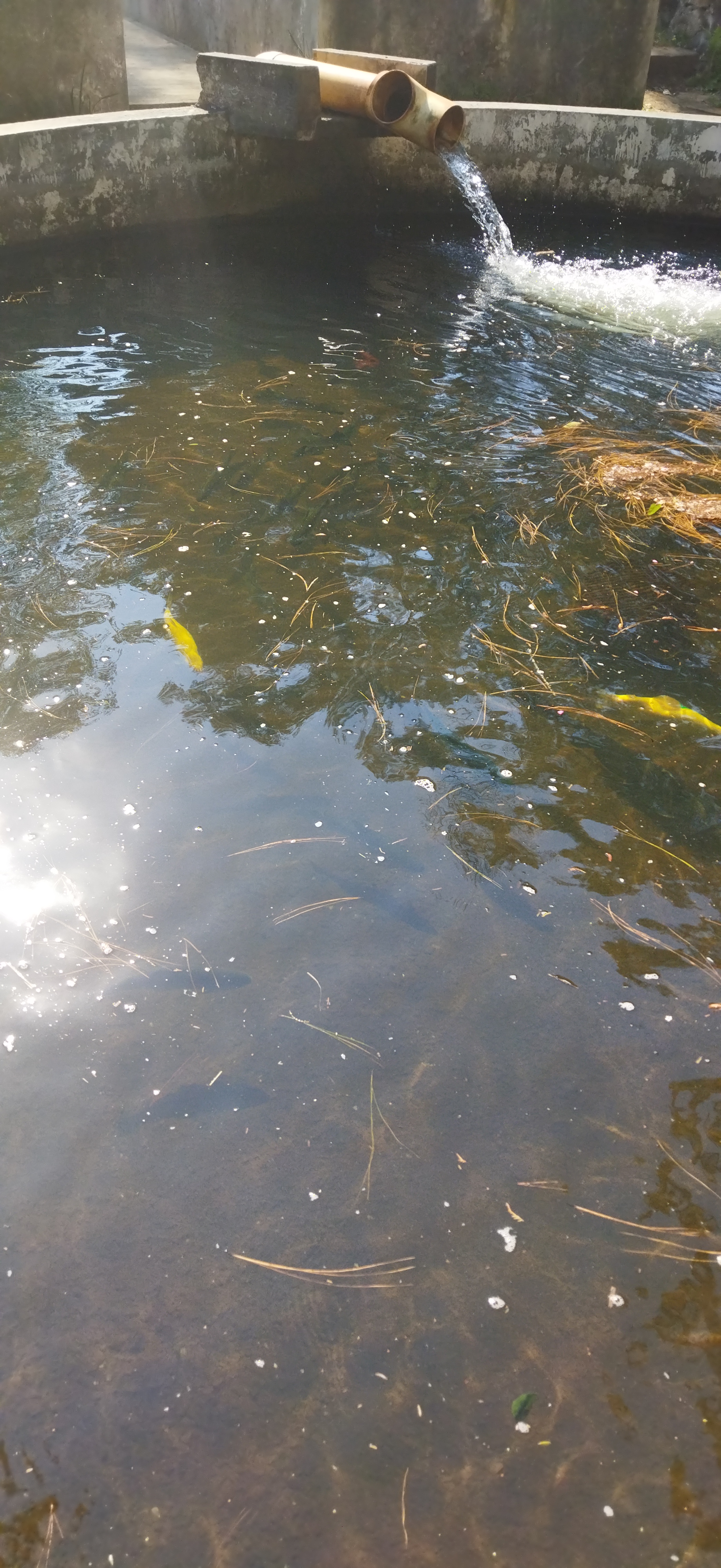 La Trucha de Oro image 8