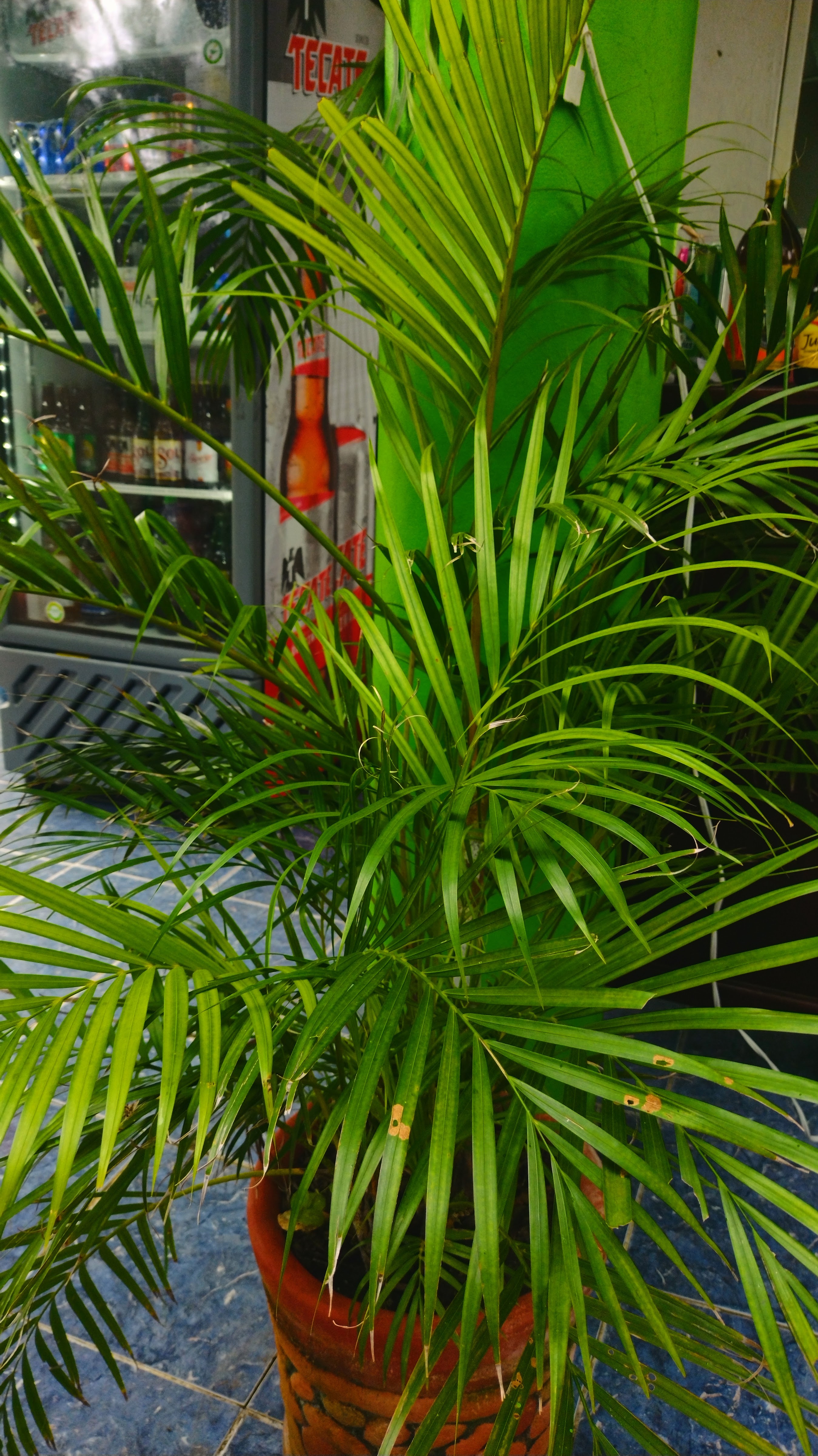 Rincón papanteco image 4