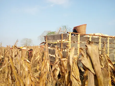 Mexicanísimas image 6