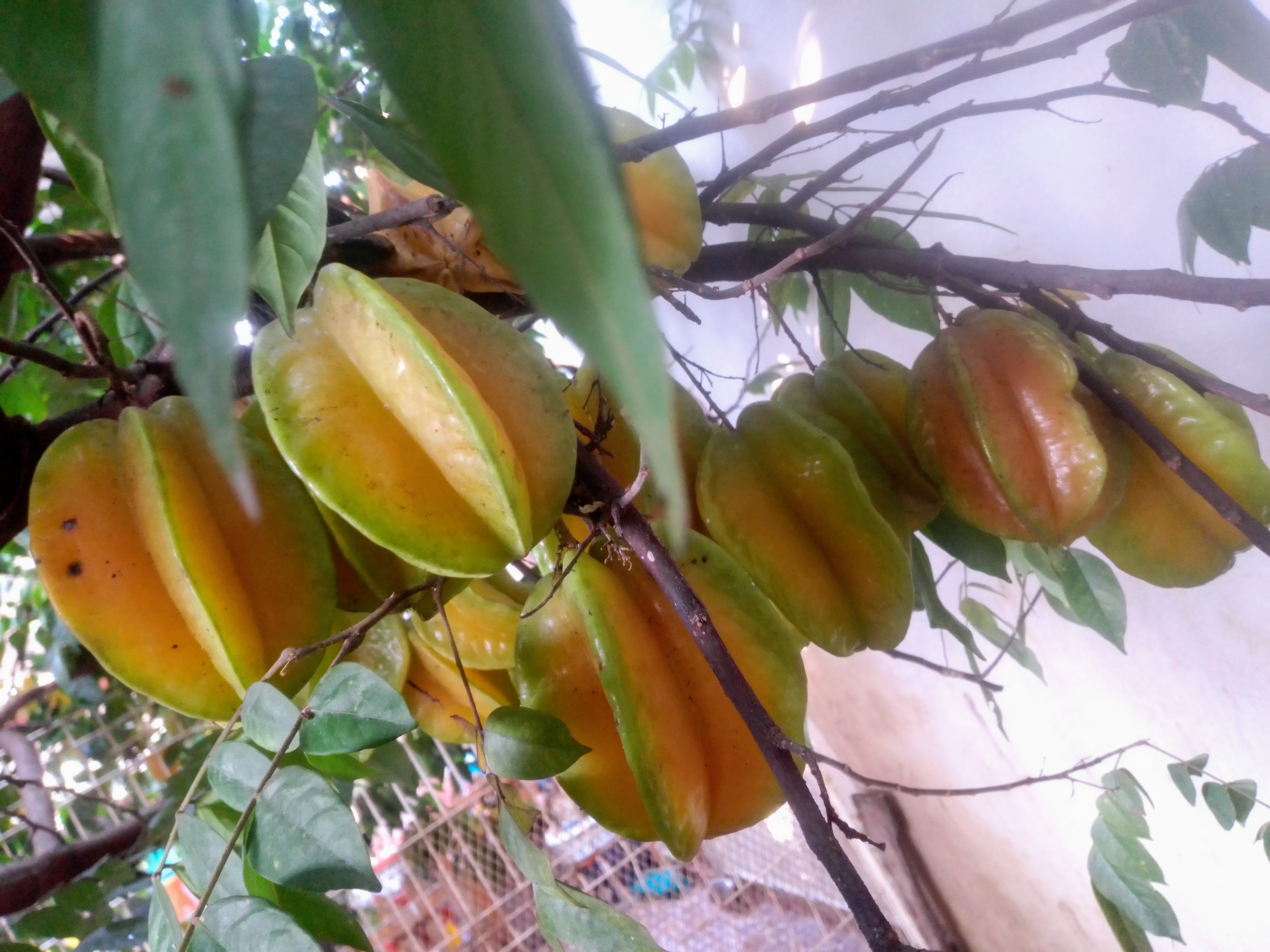 Restaurant Triano image 4