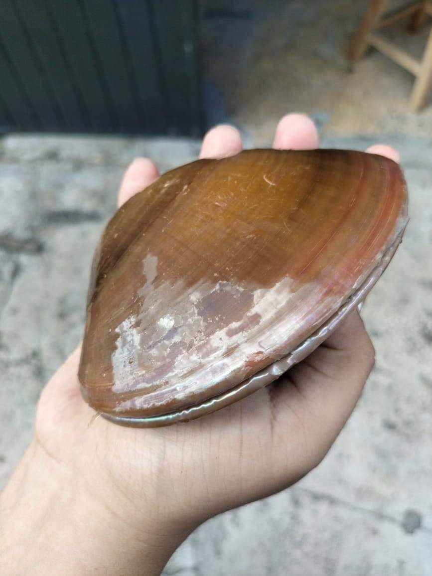 La Cevichera 152 image 10