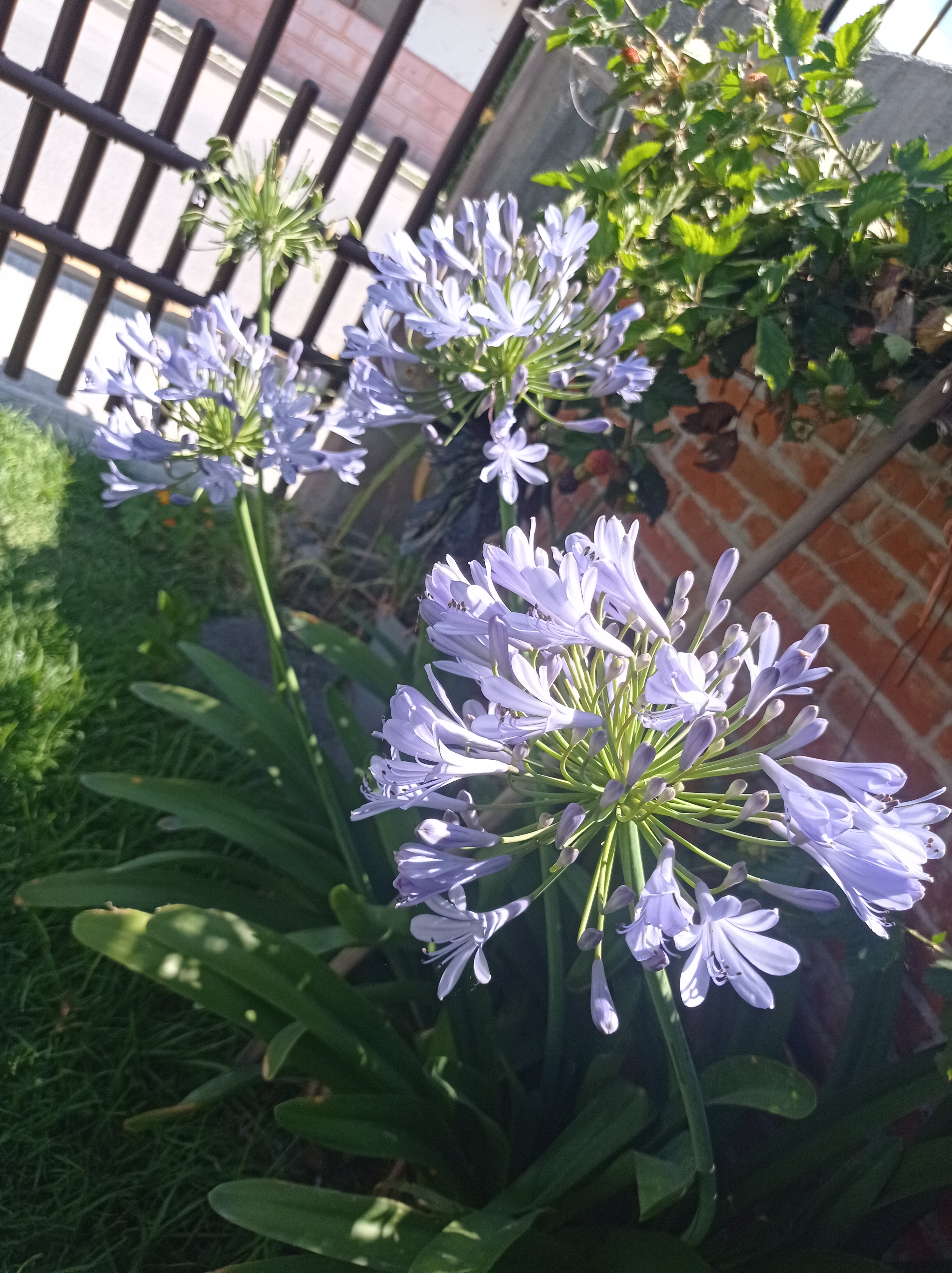 Cocina Economica Y Antojitos Regionales Juquilita image 2