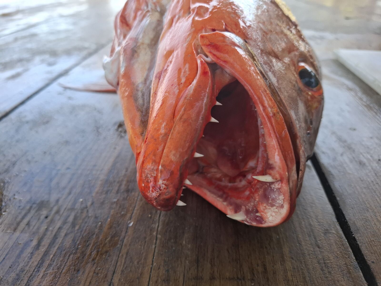 Crudo&Co image 9