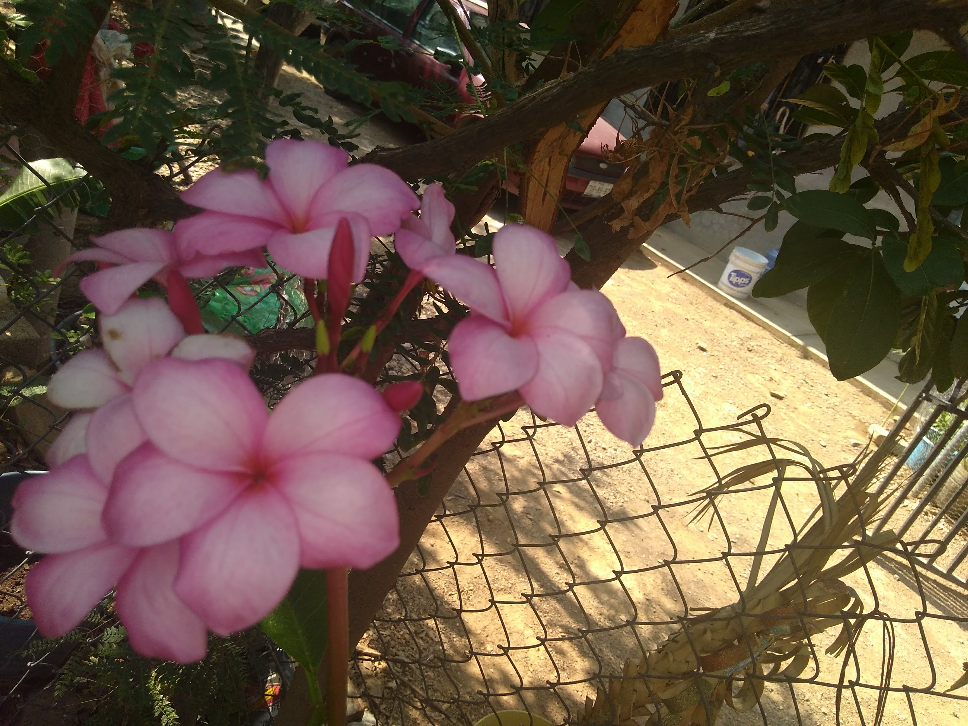 Taqueria Hill's image 7