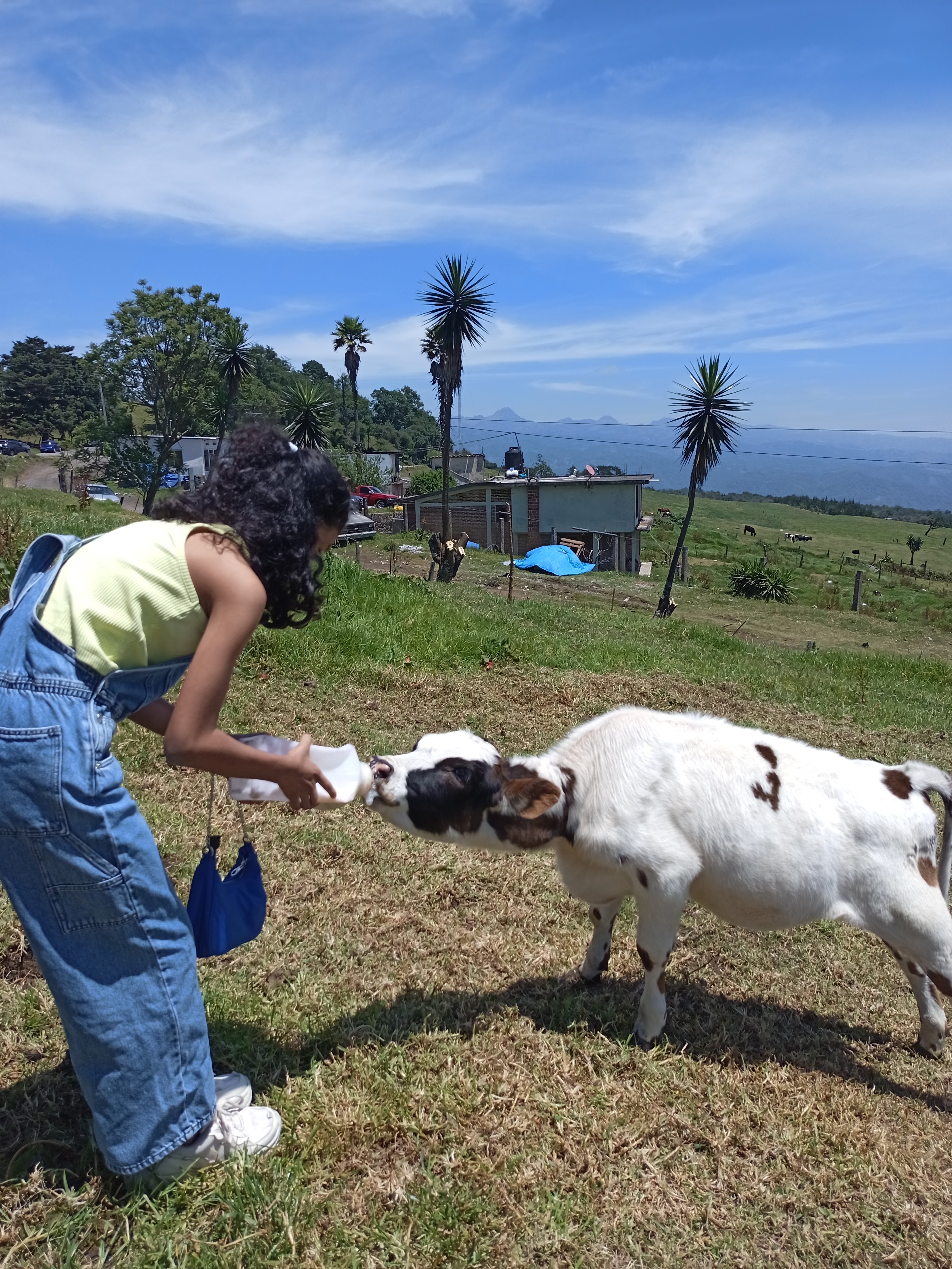 Mirador Real image 6