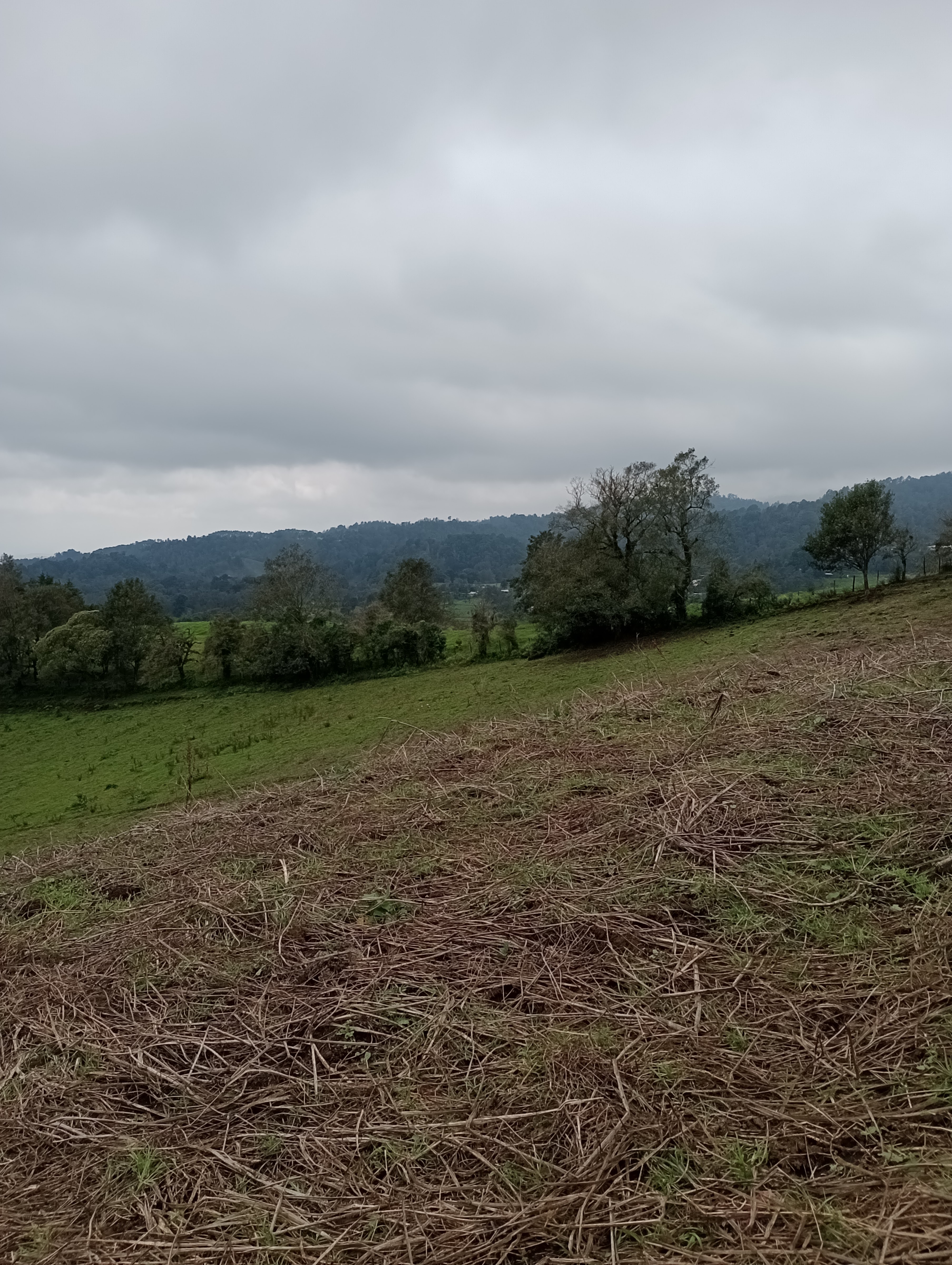 Humo, Queso, Mole y Carne image 8