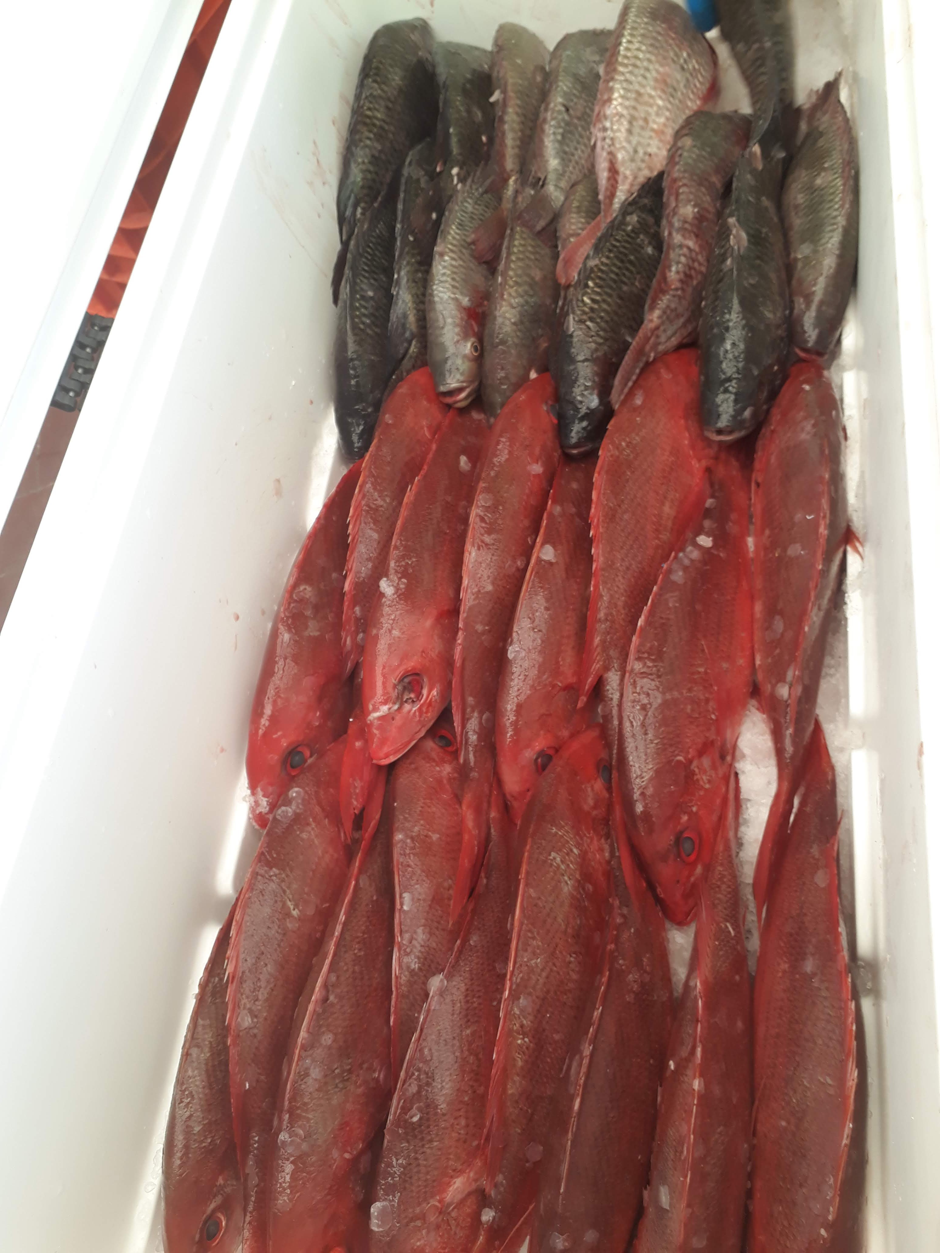 “Acámbarones” image 3