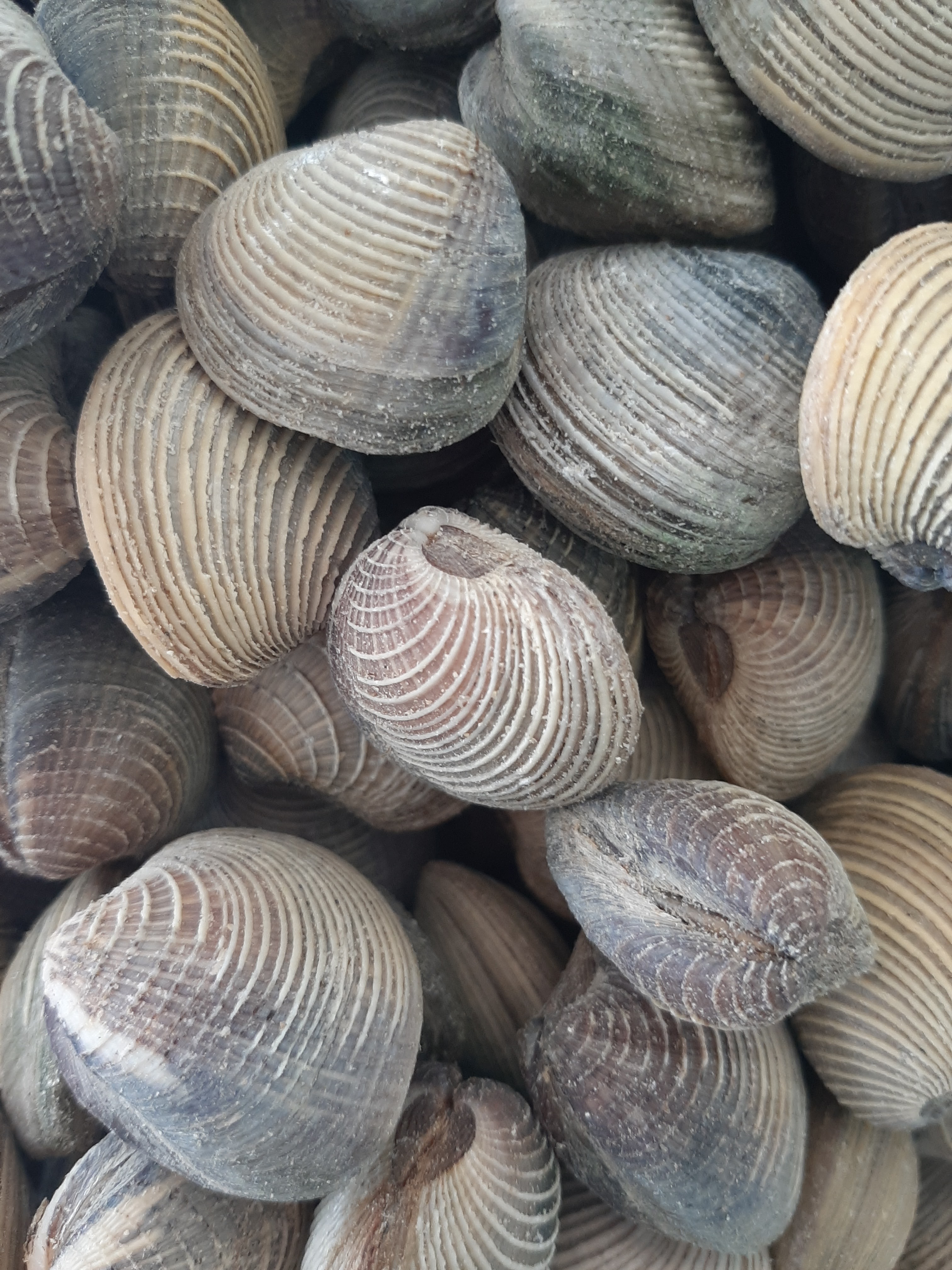 Expendio de mariscos “Acámbarones” image 8