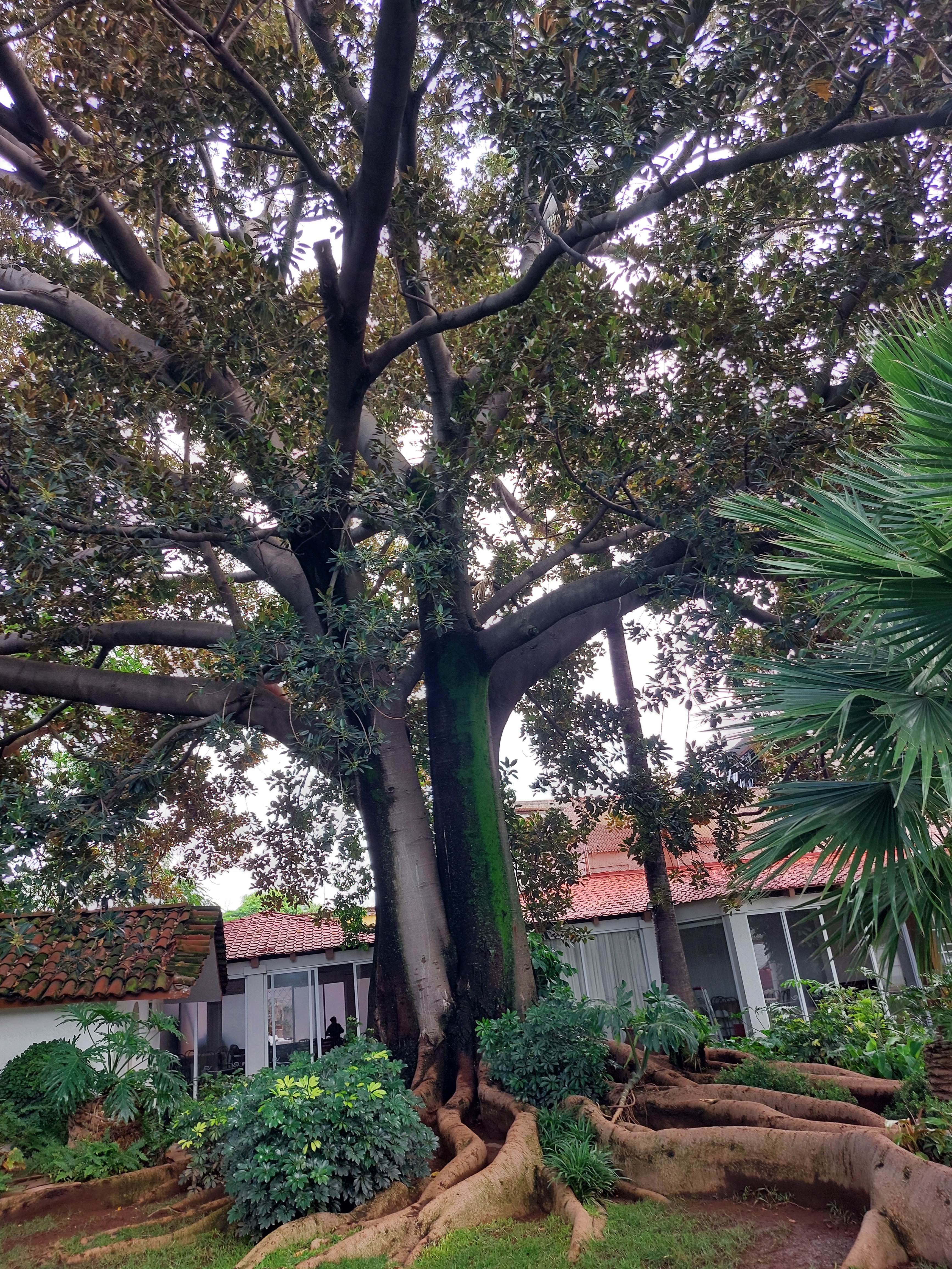 El Árbol Restaurante image 3