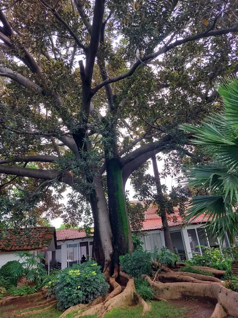 El Árbol Restaurante image 3