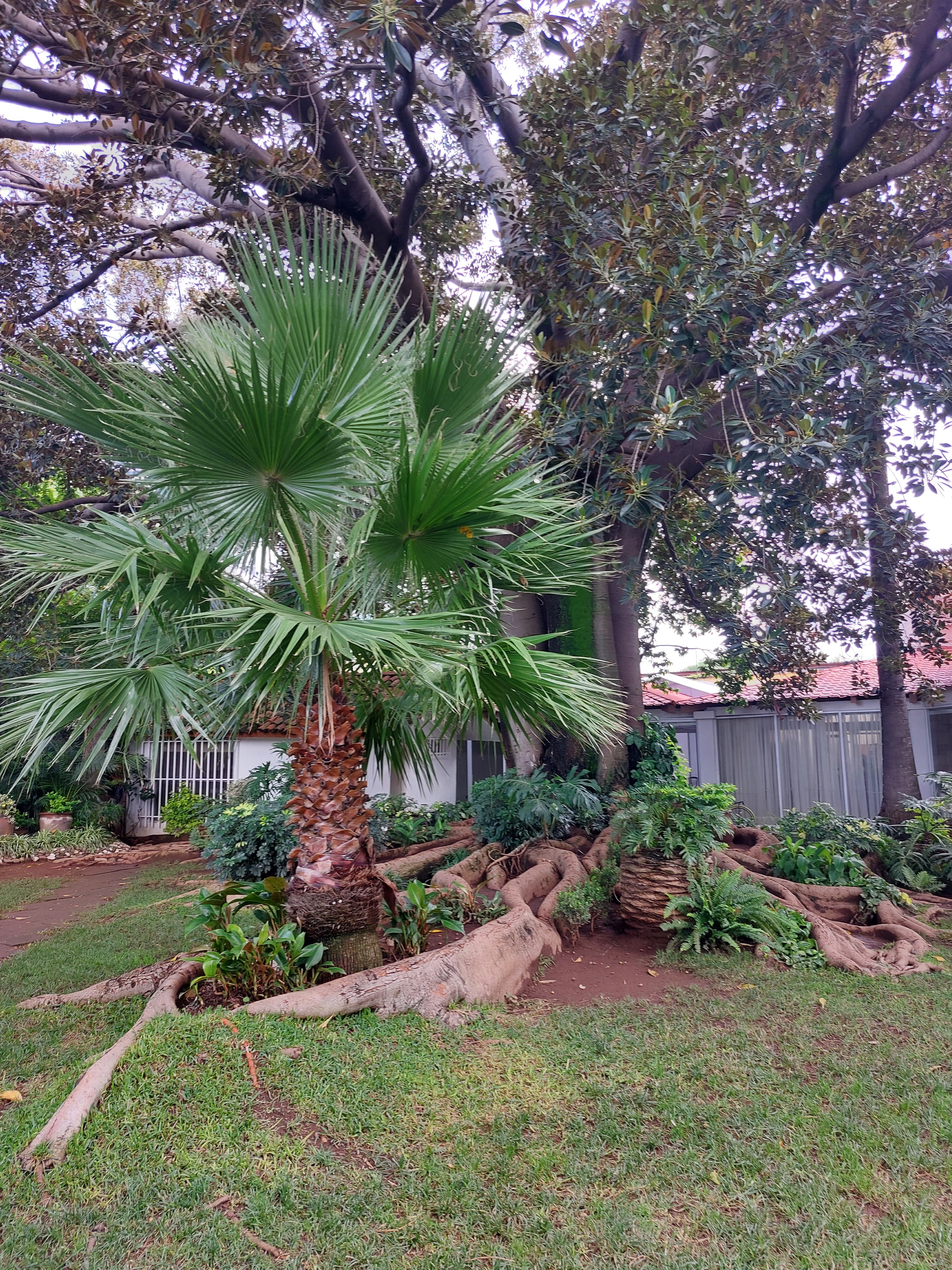 El Árbol Restaurante image 8