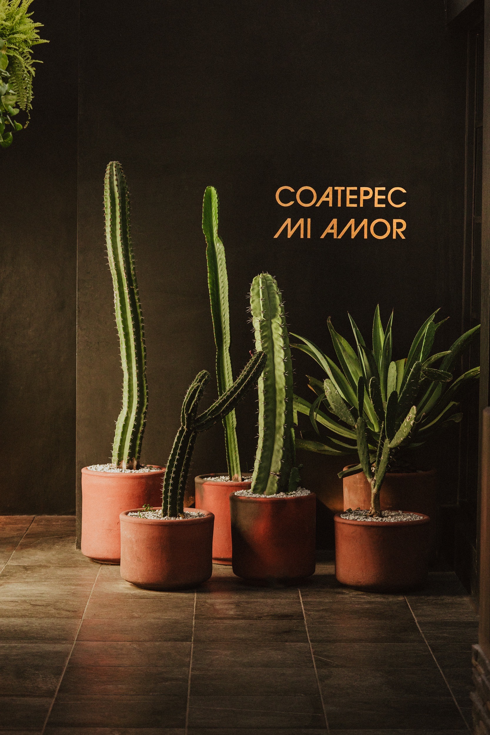 Lerdo Terraza image 6