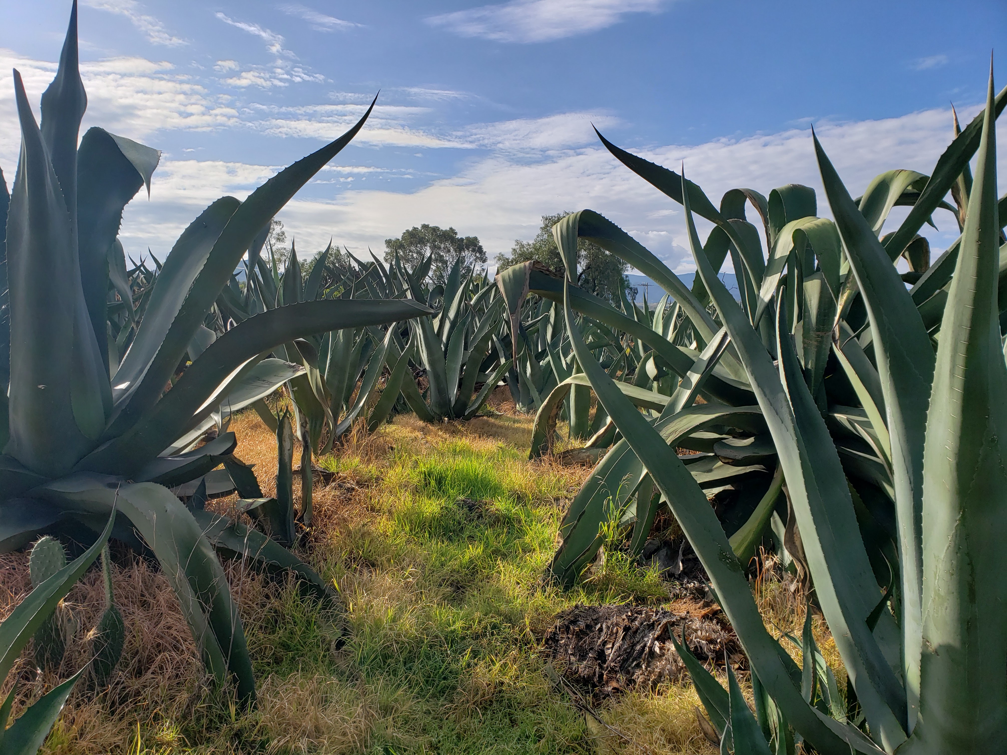 Tinacal La Nopalera image 7