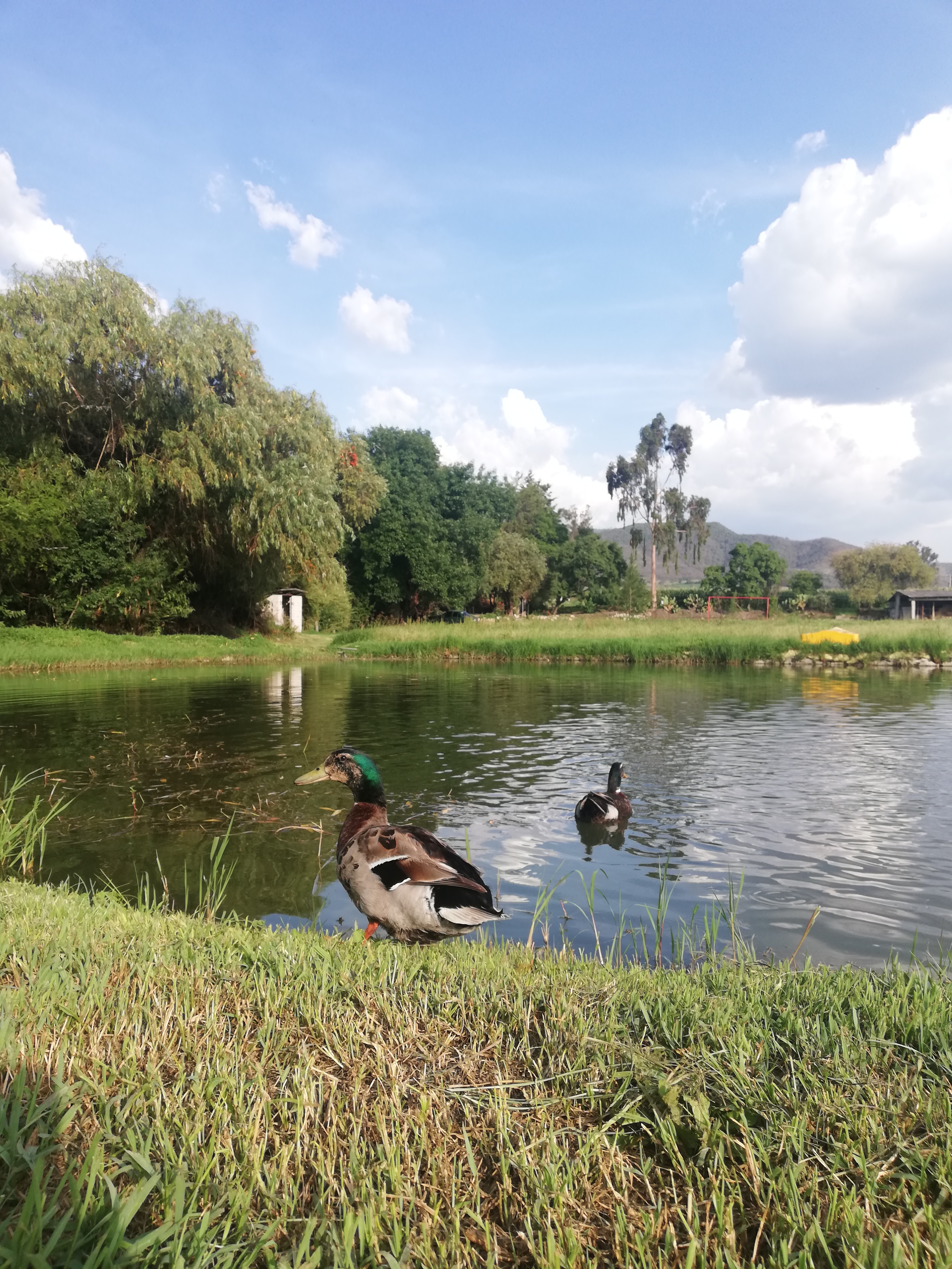 Restaurant Los Manantiales Santa Clara image 9