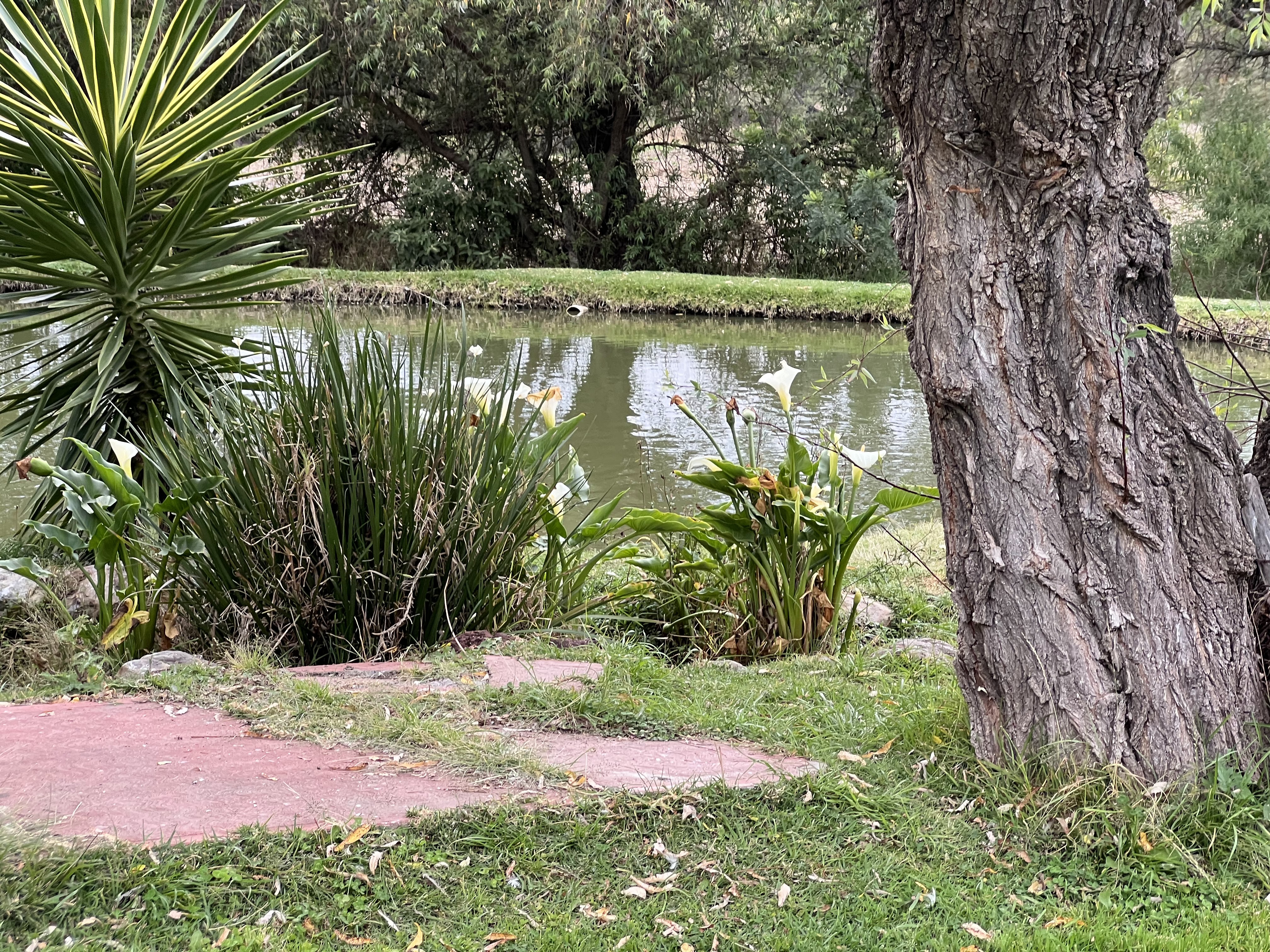 Restaurant Los Sauces Acambaro image 2