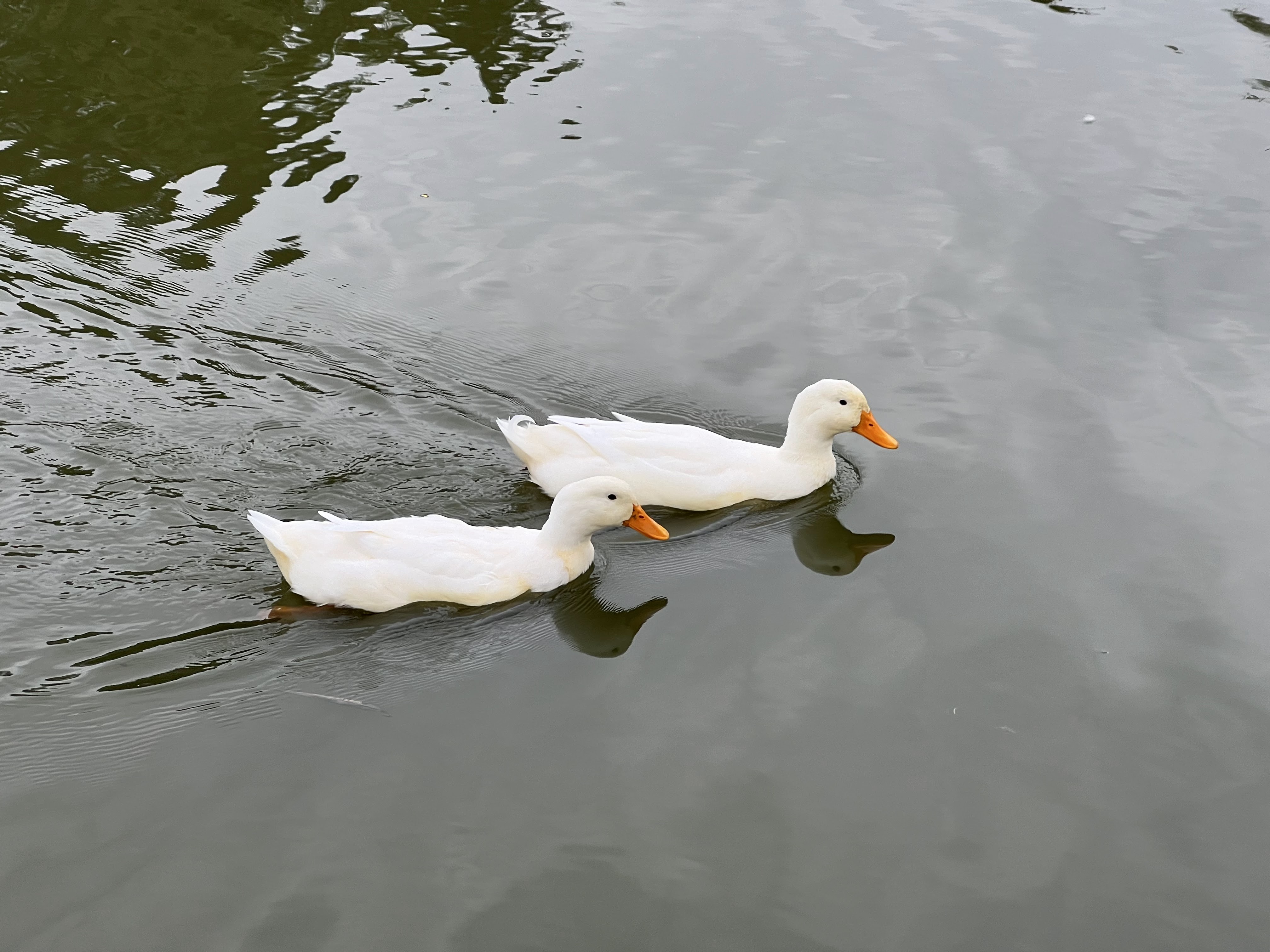 Restaurant Los Sauces Acambaro image 3