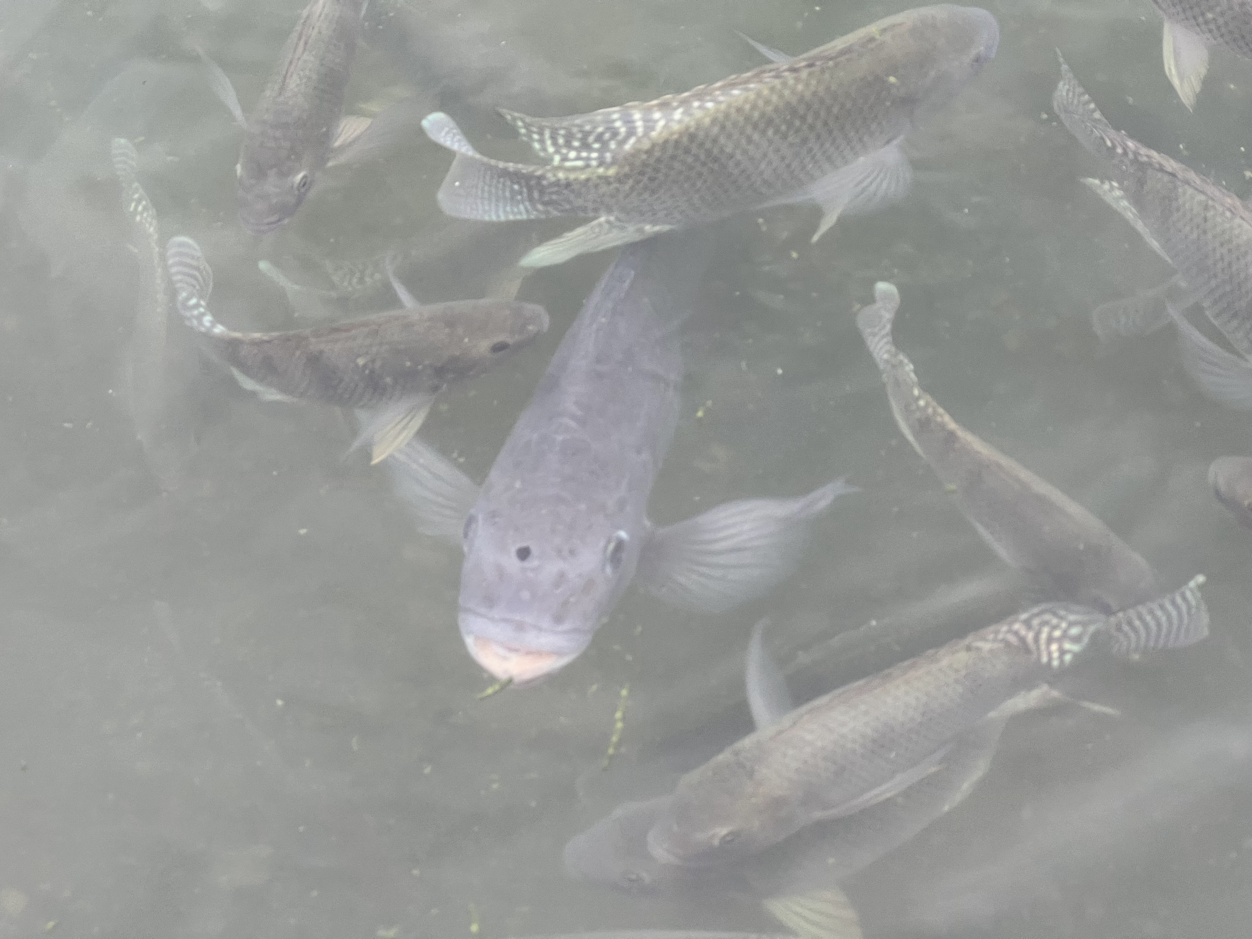 Restaurant Los Sauces Acambaro image 5