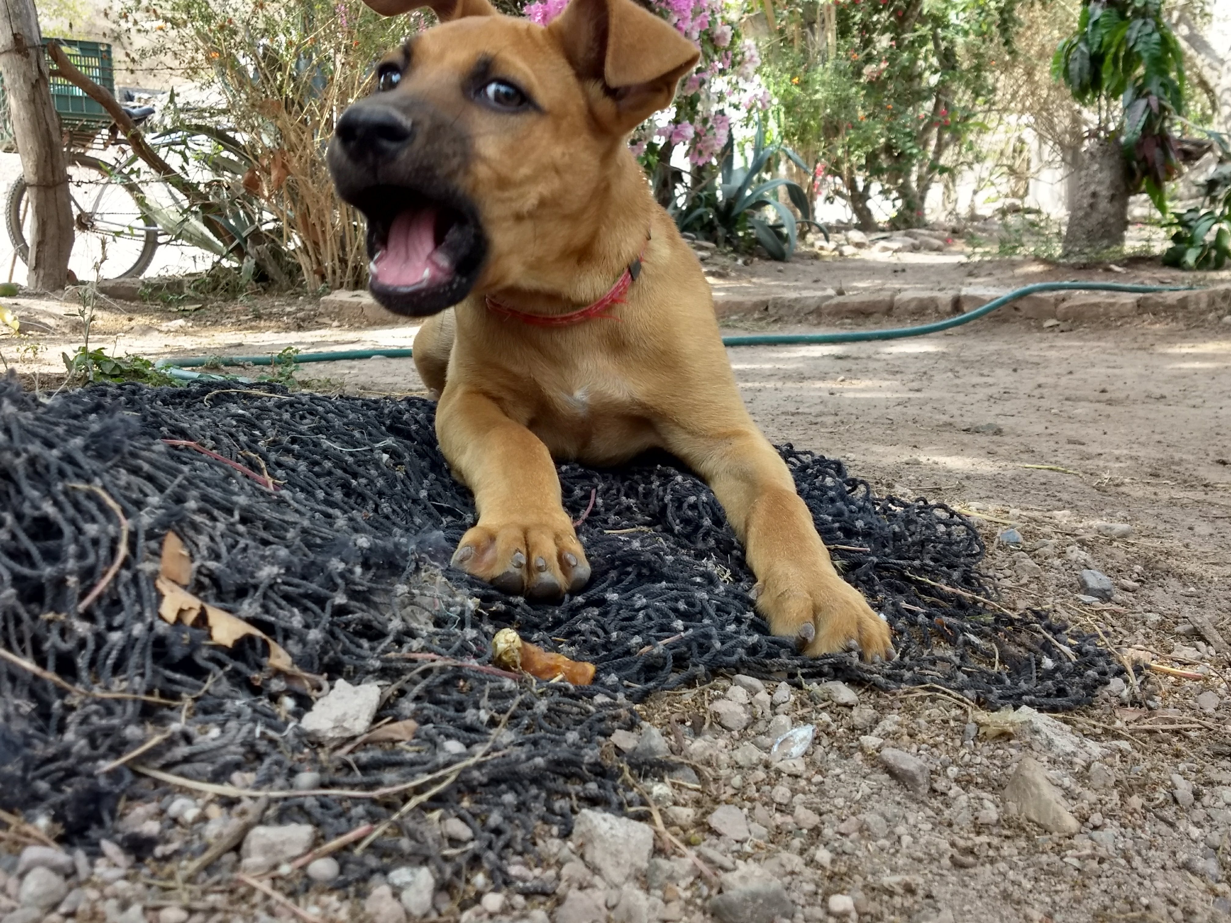 MARISCOS EL CHOMBI image 4