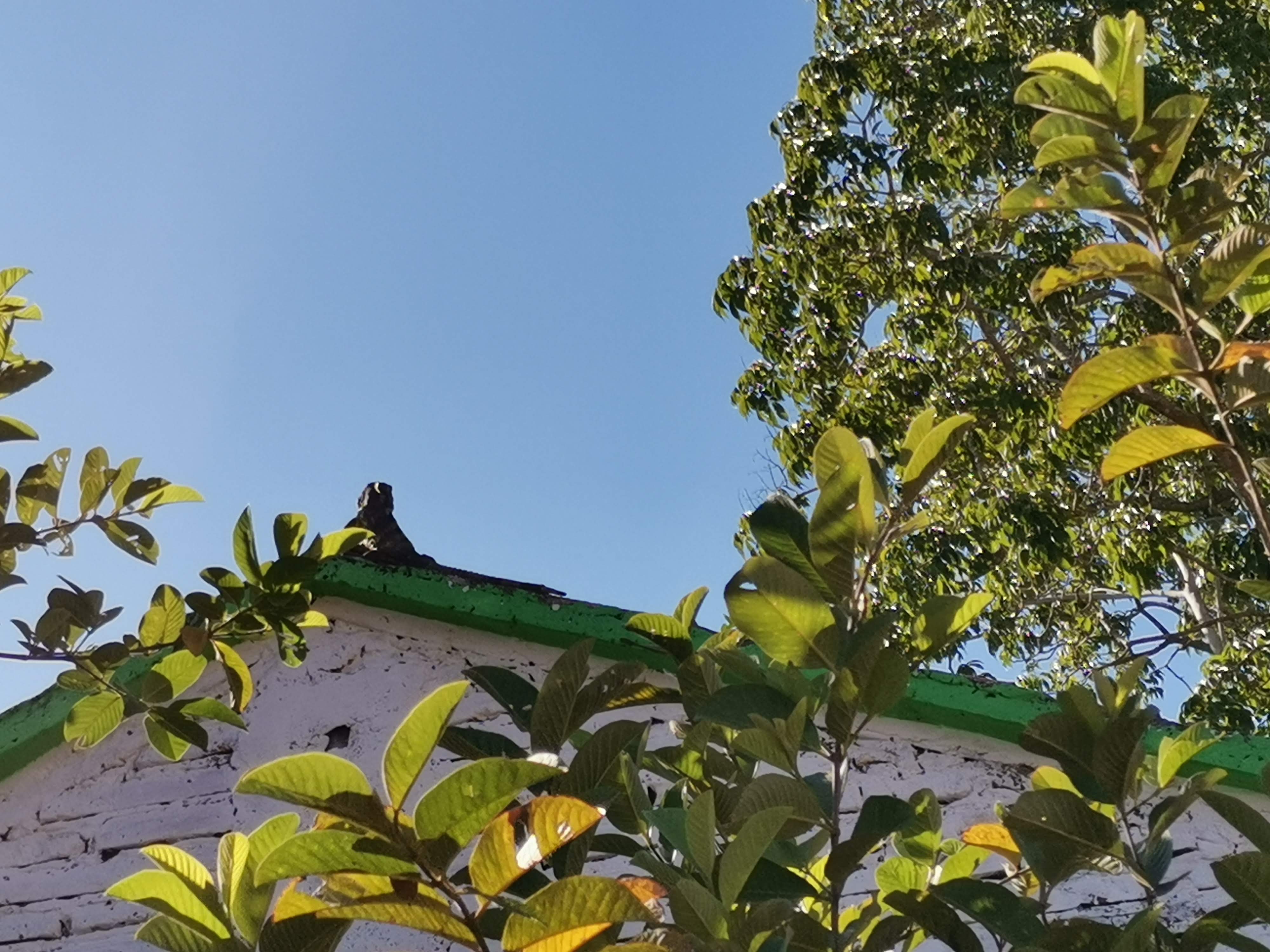 Mariscos el Limoncito image 6