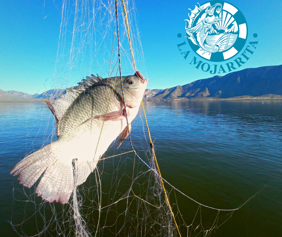 Depósito de Mariscos La Mojarrita La Gomita image 3