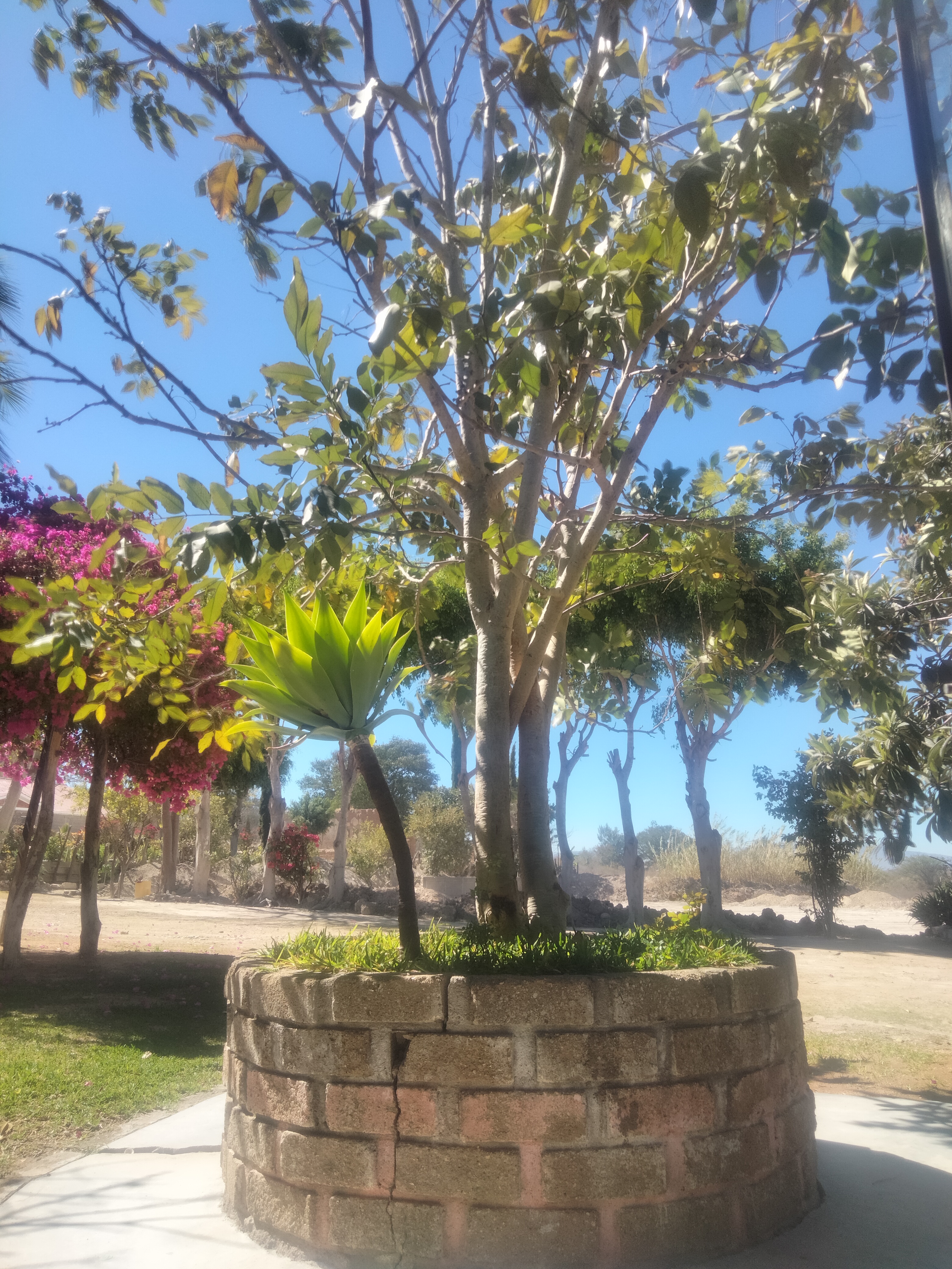 Marisquería Las Bugambilias image 6