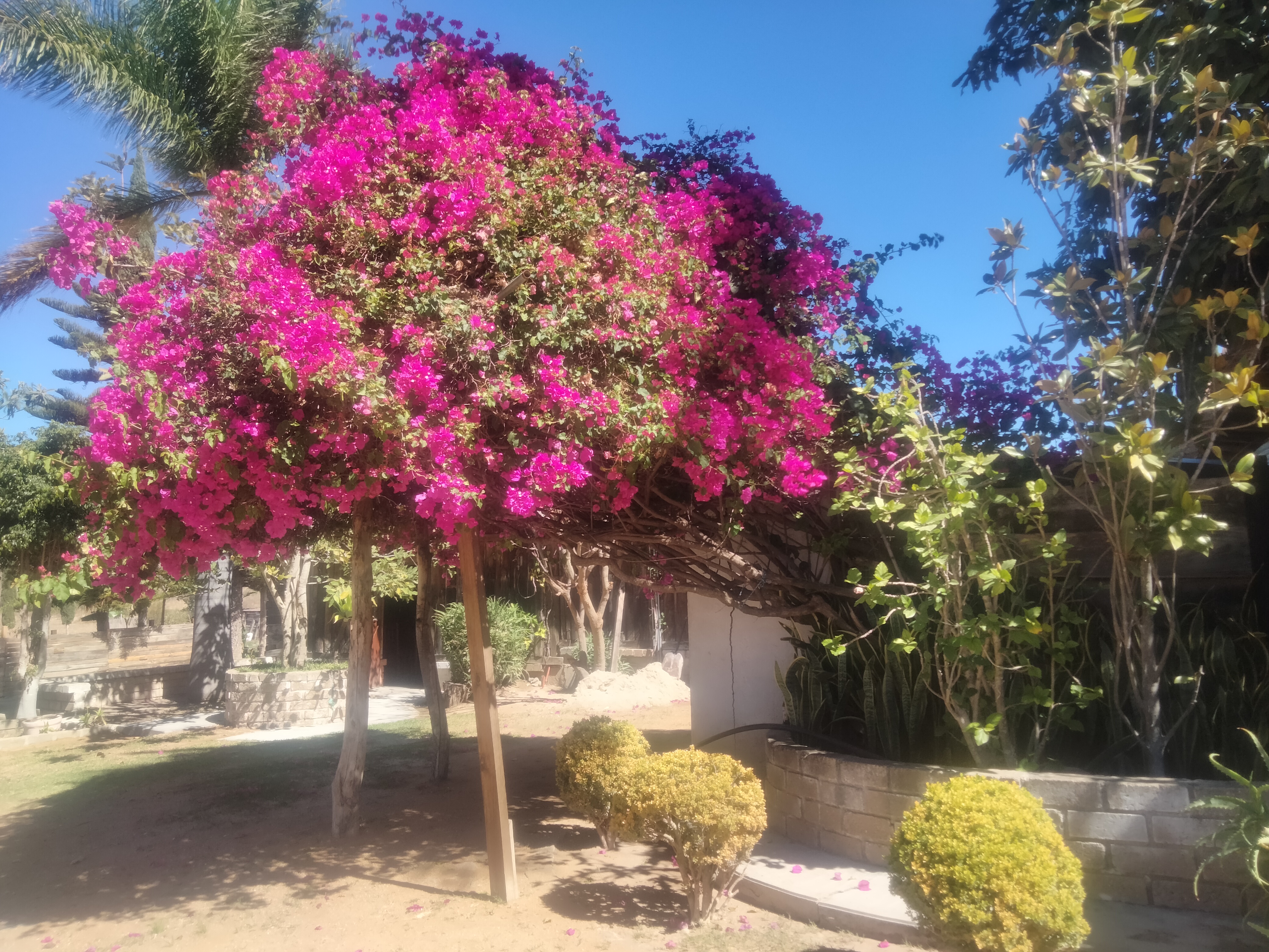 Marisquería Las Bugambilias image 7