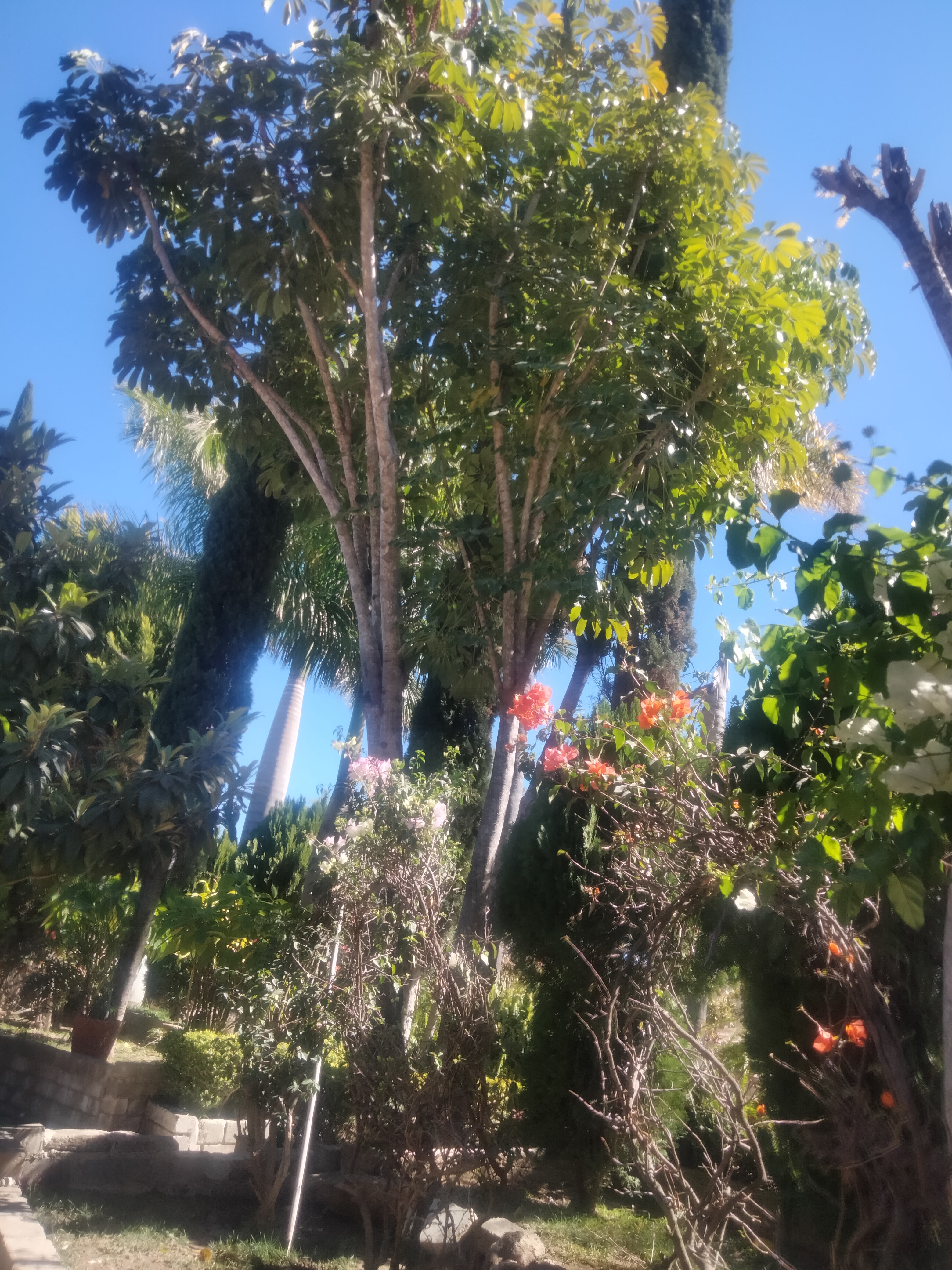 Marisquería Las Bugambilias image 9