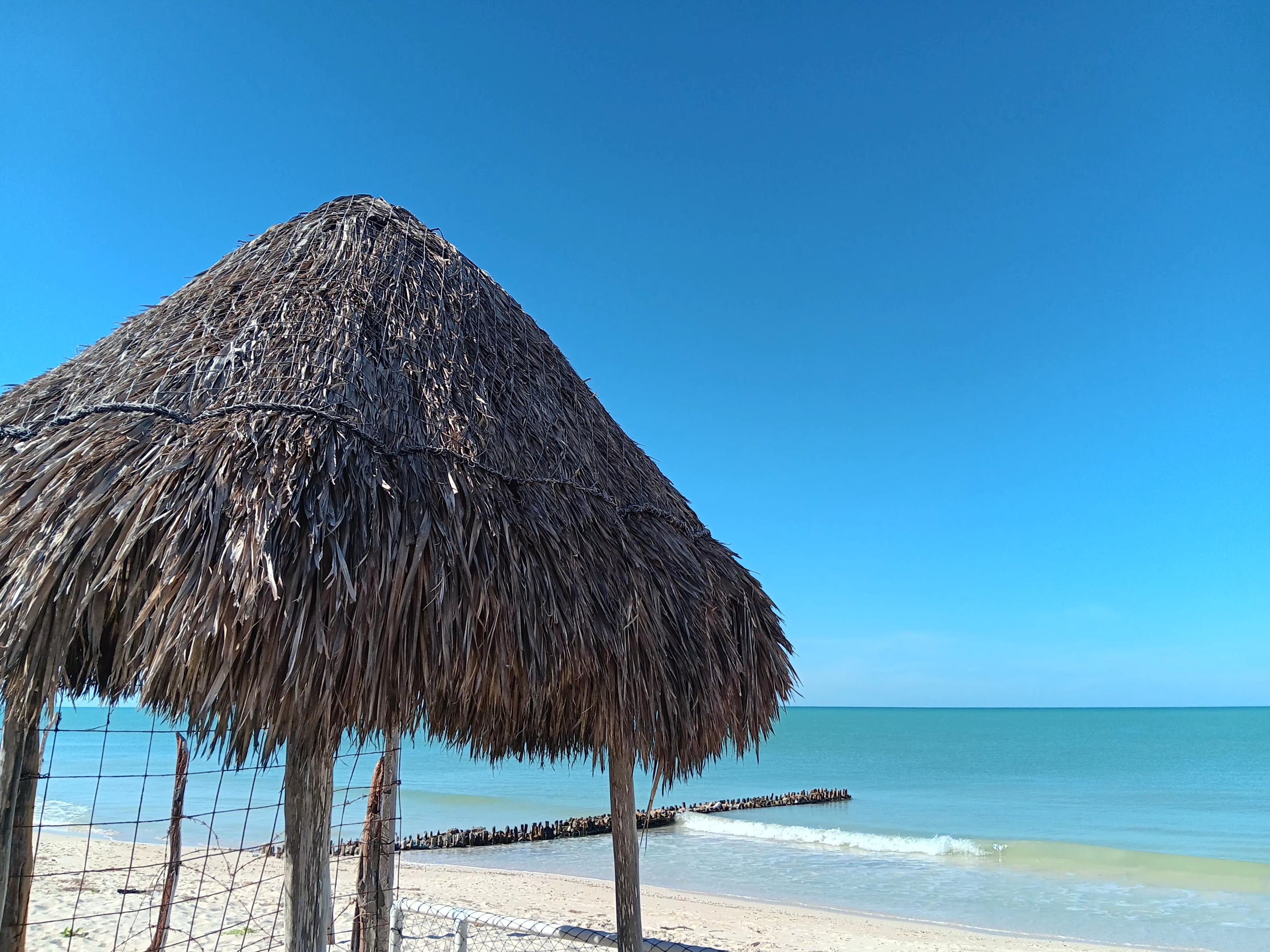 Lizard Joe's Yucatexa image 6