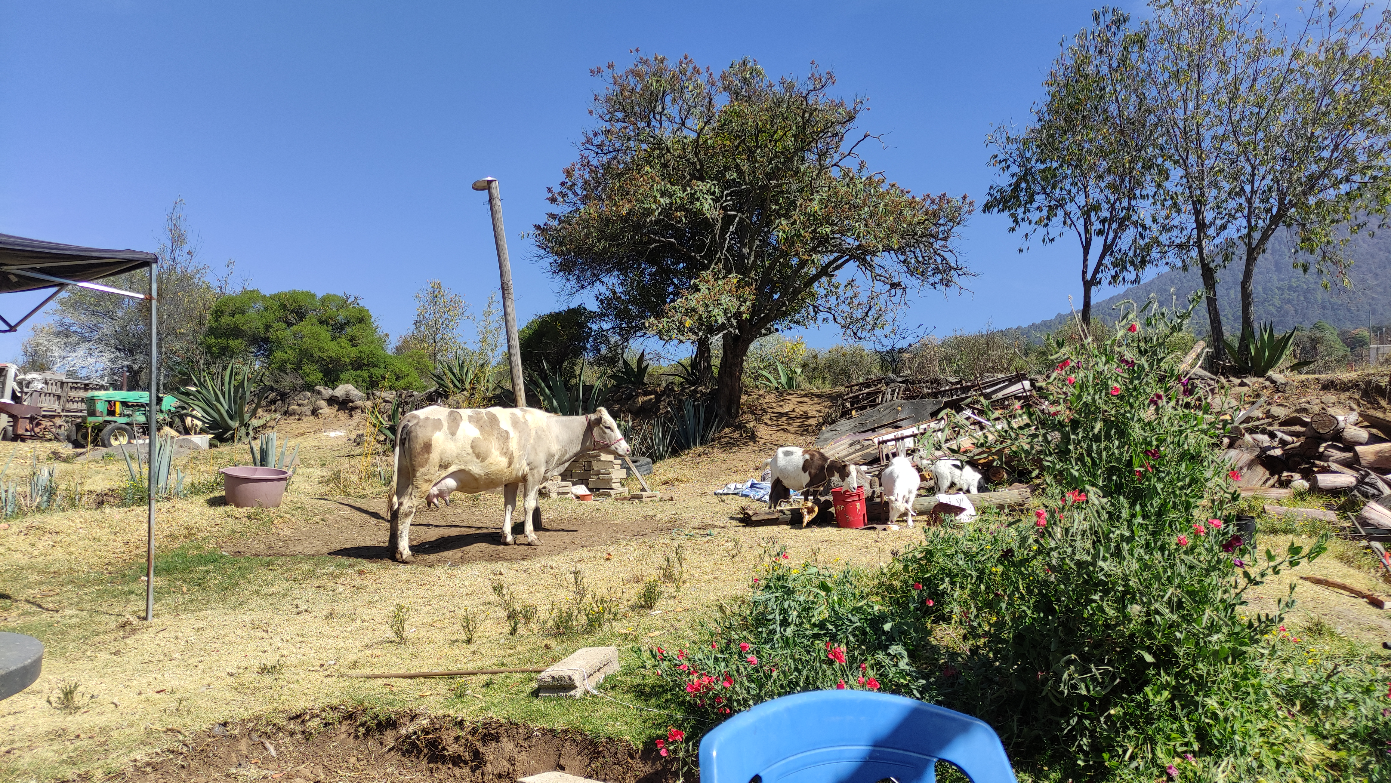 Pajaretes El Tío José image 4