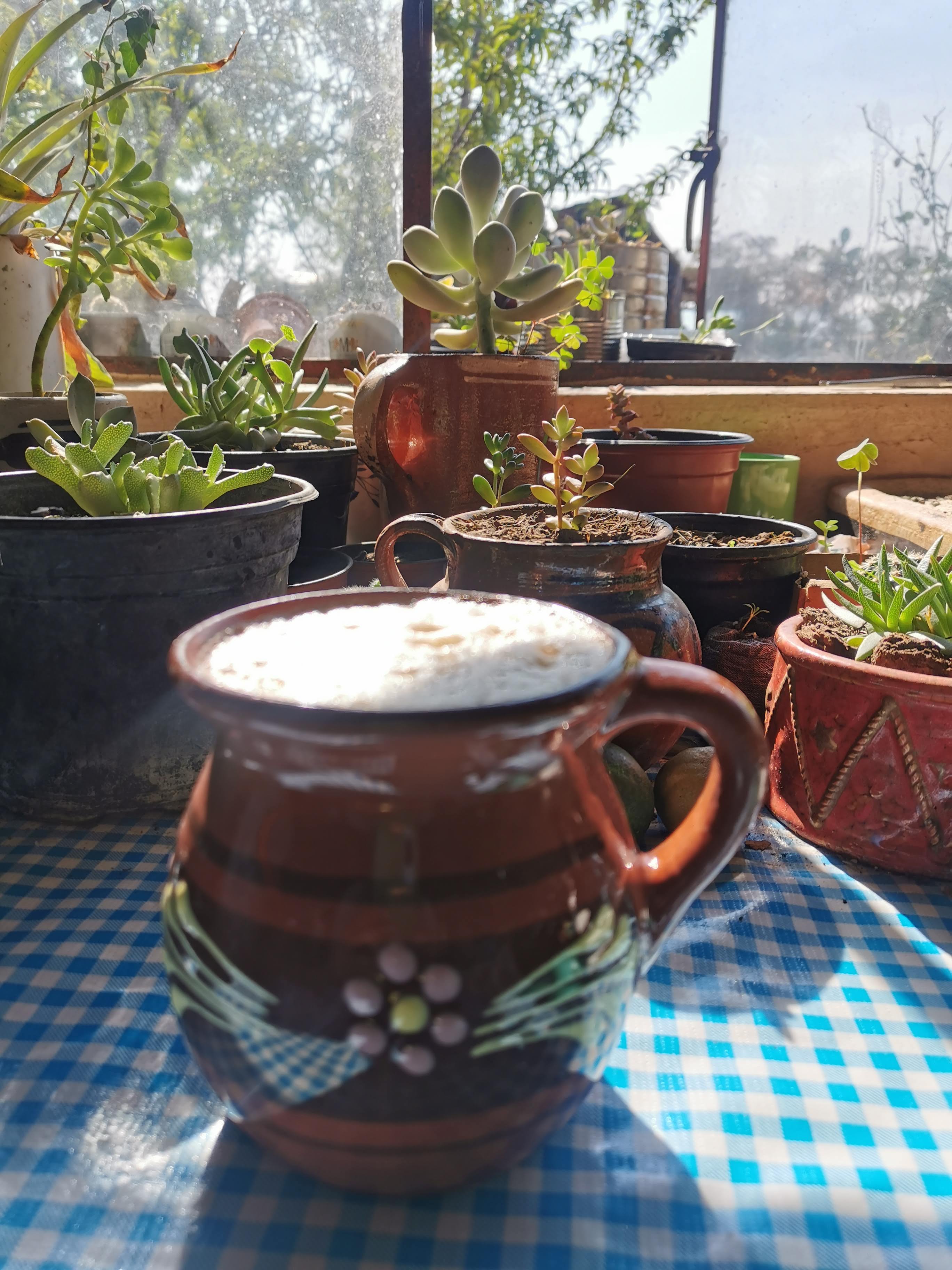 Pajaretes El Tío José image 8