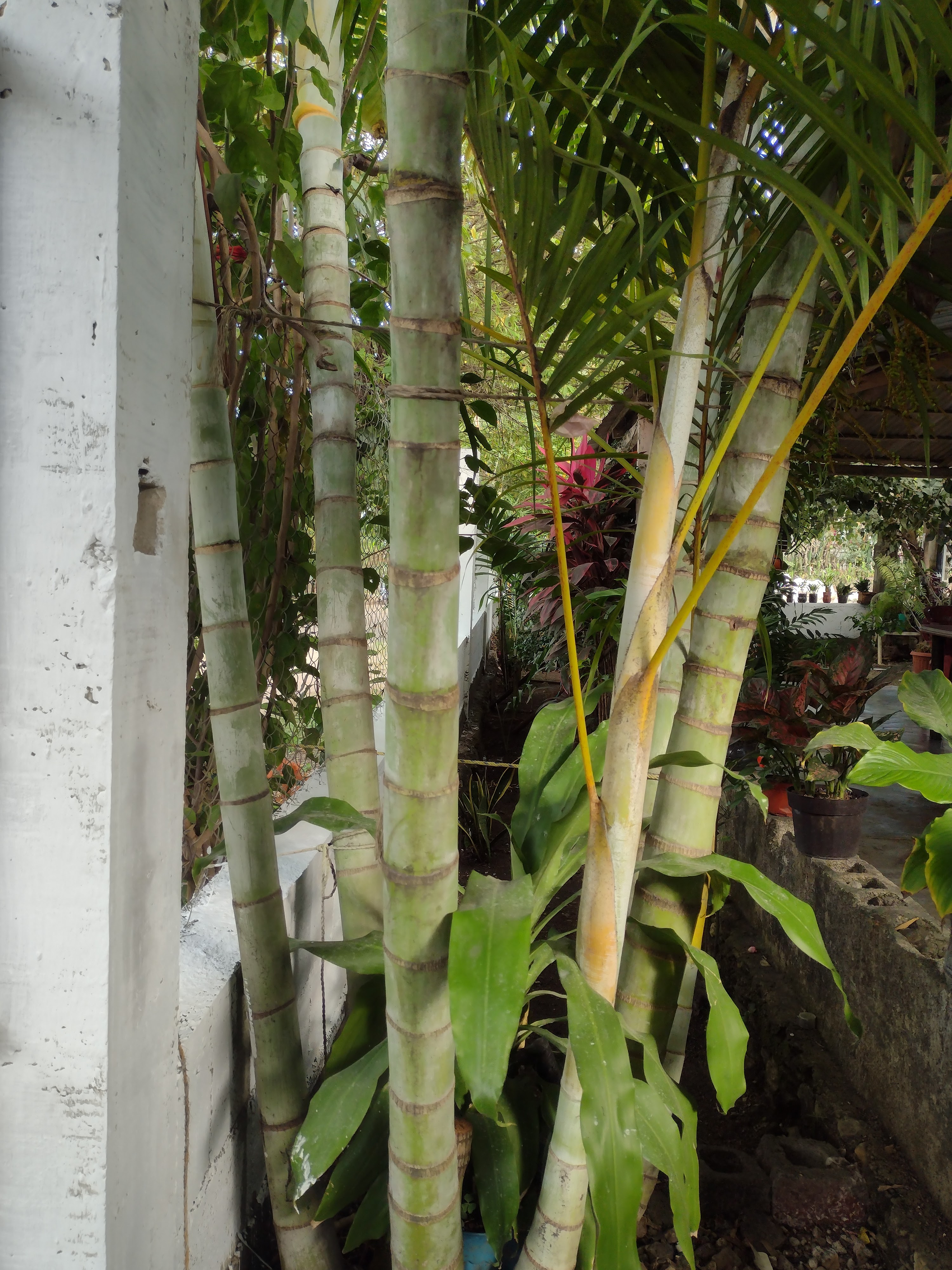 Taquería Doña Flor image 5