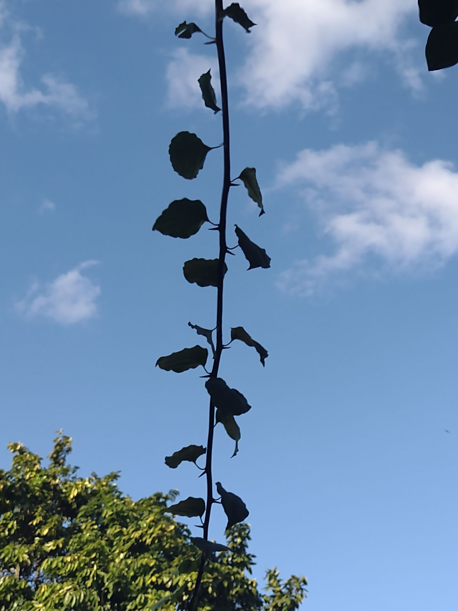 Taquería Doña Flor image 7