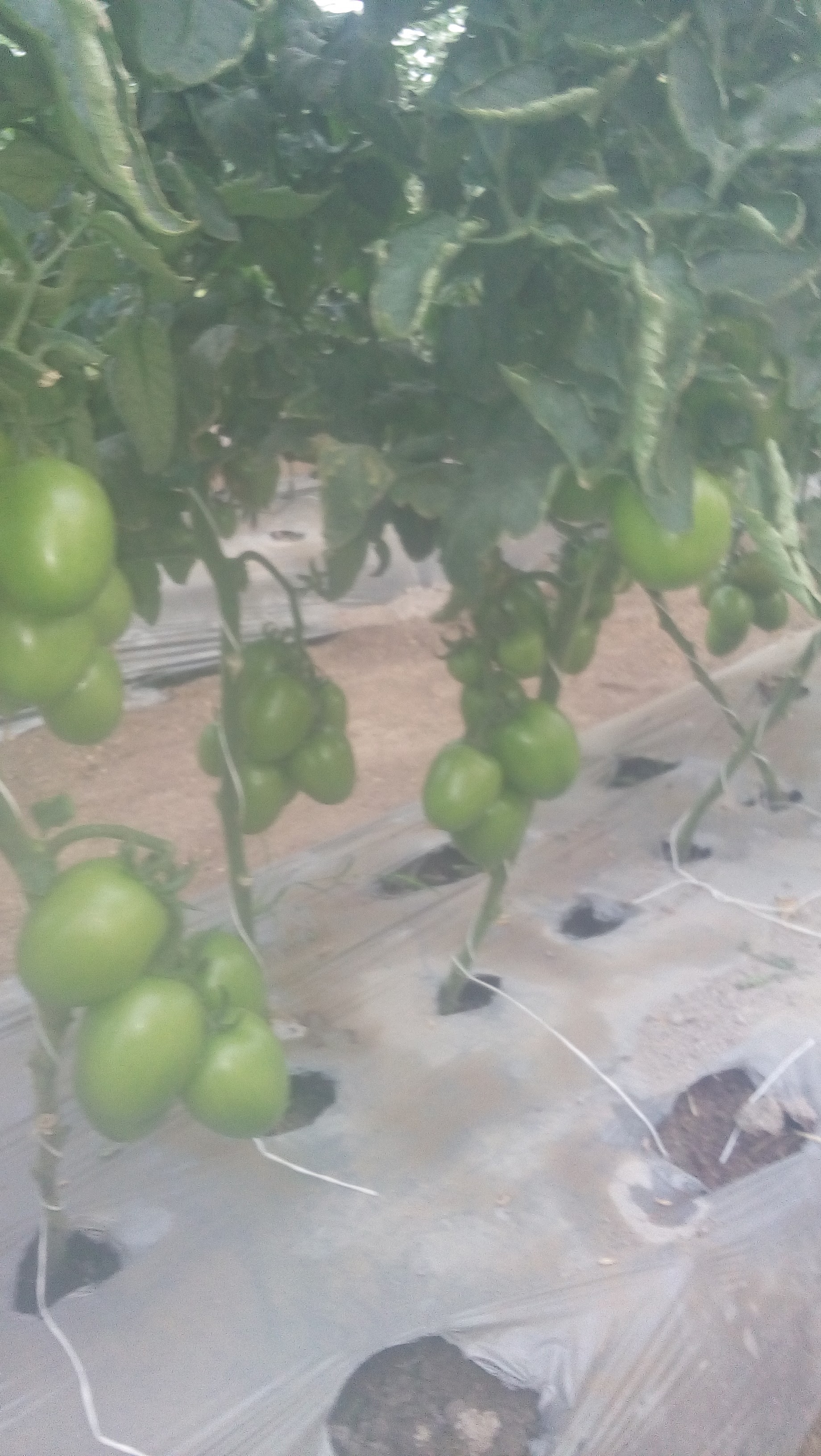 Tacos Richar image 6