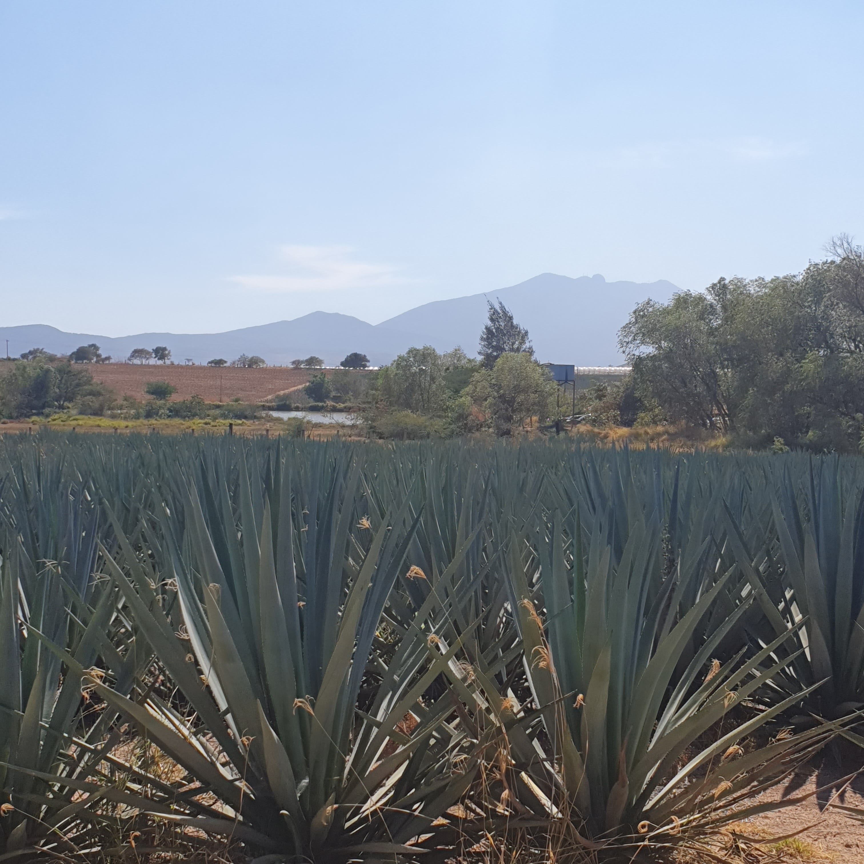 Restaurante campestre "Las Brisas" image 6