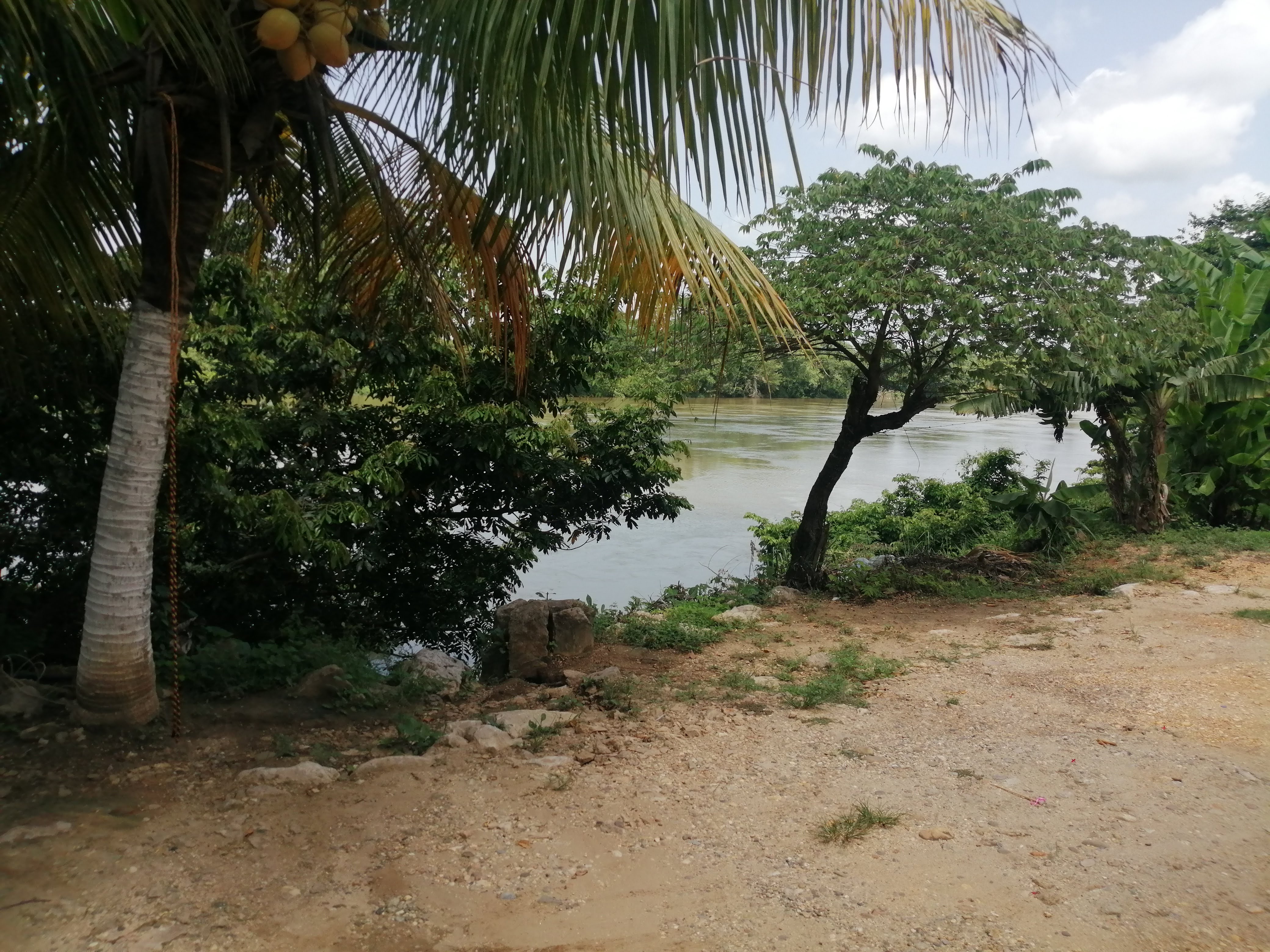 Palapa "fidelillos" image 8